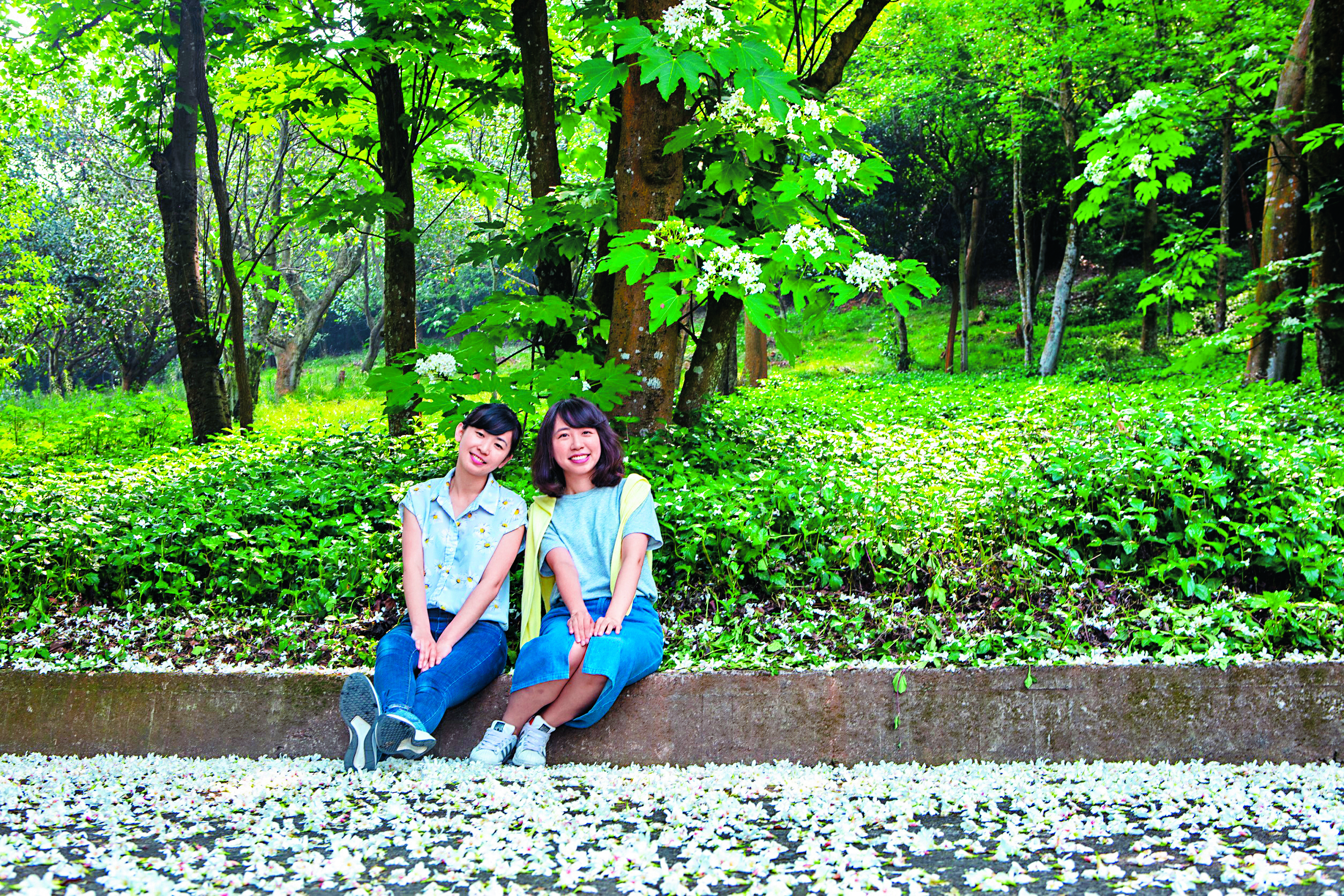 桐花季造訪新竹縣，欣賞漫山遍野綻放的雪白桐花。
