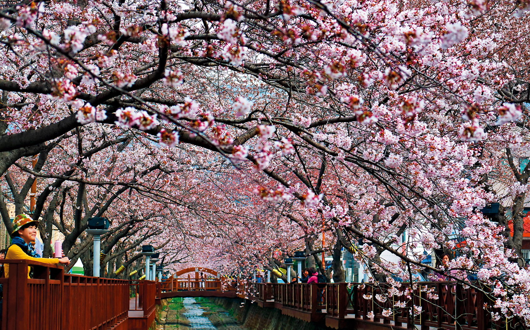 餘左川沿溪盛開的櫻花道，讓韓劇《羅曼史》也來取景。