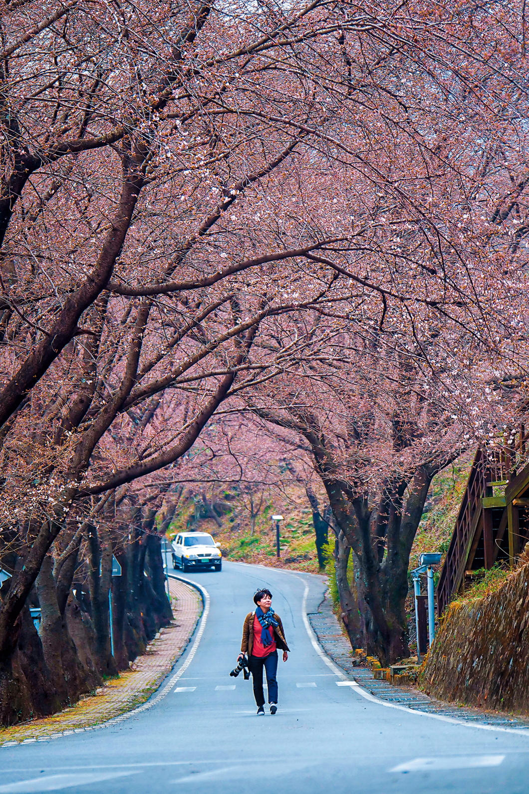 浪漫的河東十里櫻花路，又稱為「婚禮路」。
