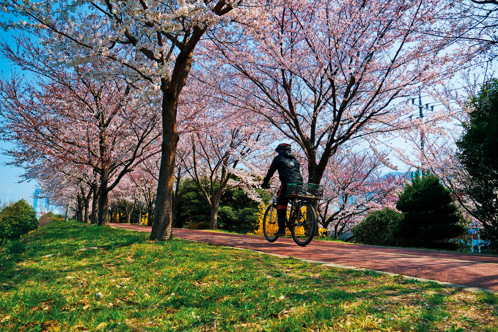 公路旁的「三樂生態公園」是韓國人週末踏青的好去處。