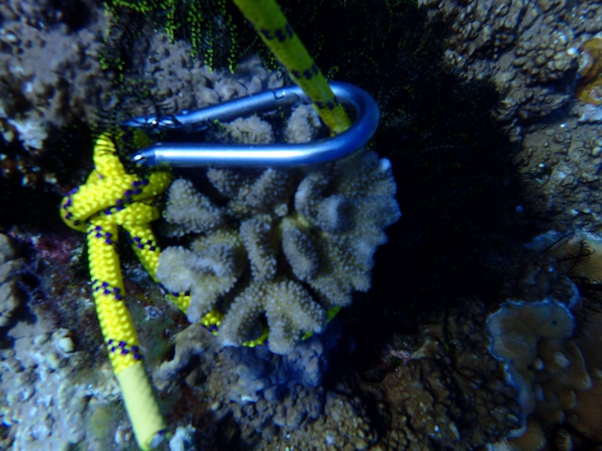小琉球美人洞活體珊瑚遭以繩索和D字環綁成一團打樁，引來潛水迷撻伐。（靠北潛水臉書）