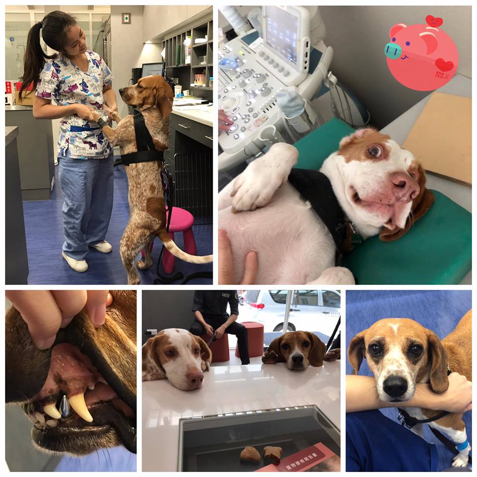 防疫犬每半年就要接受一次健檢。（翻攝自恩亞動物醫院臉書）
