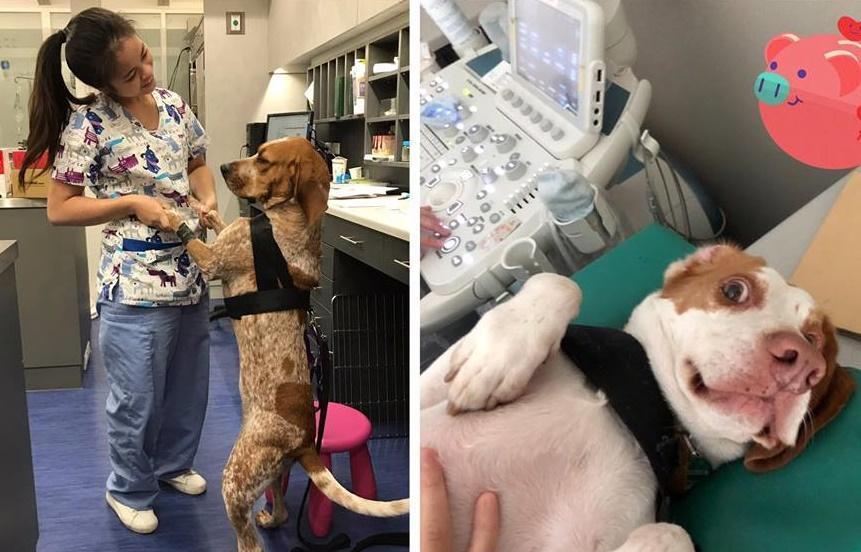 防疫犬每半年就要接受一次健檢。(翻攝自恩亞動物醫院臉書)