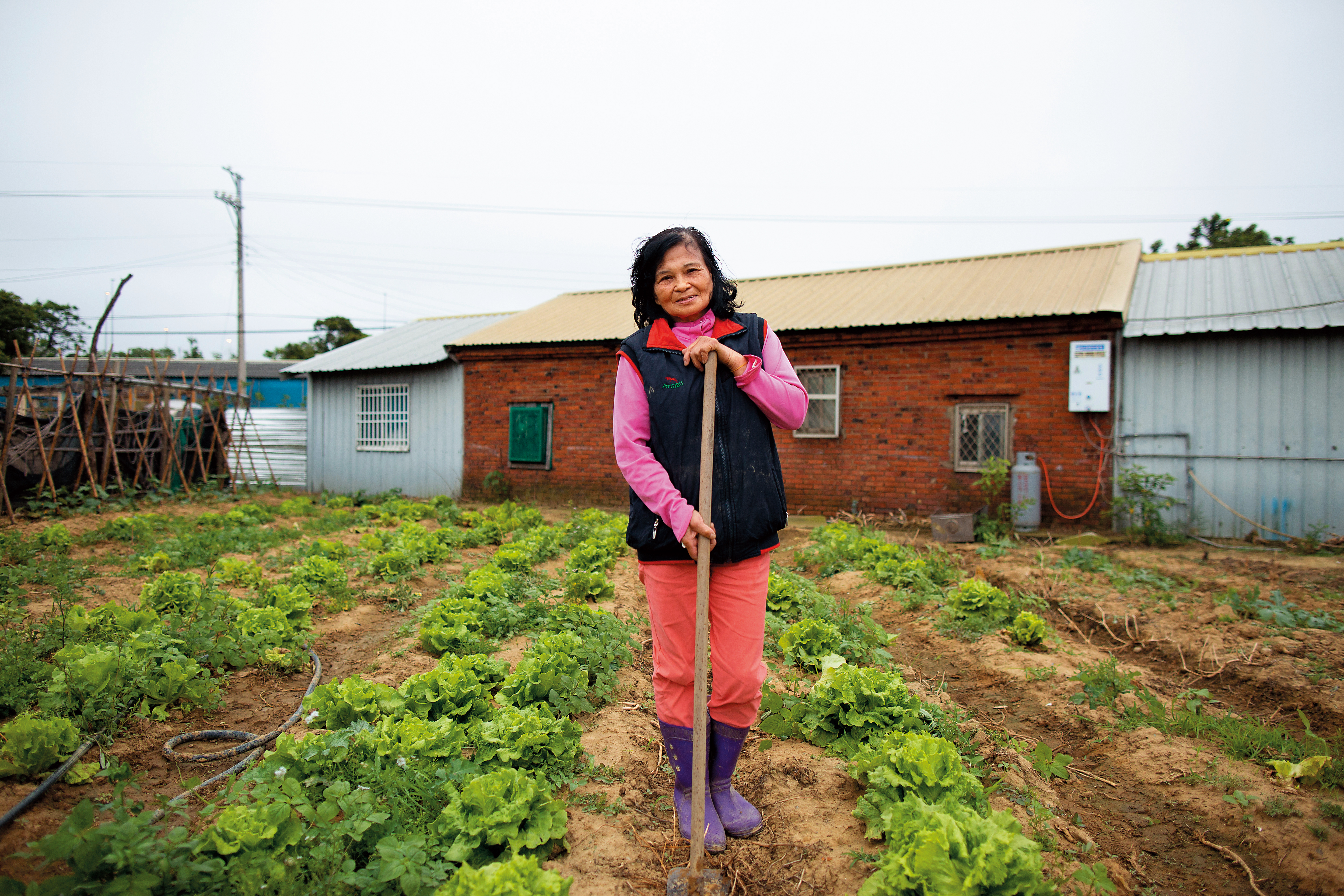 呂陳梅的無毒青菜每年可賣30、40萬元，估計她已送出數百萬元的菜，但她堅持只送不賣，去年還當選全國十大傑出愛心媽媽。