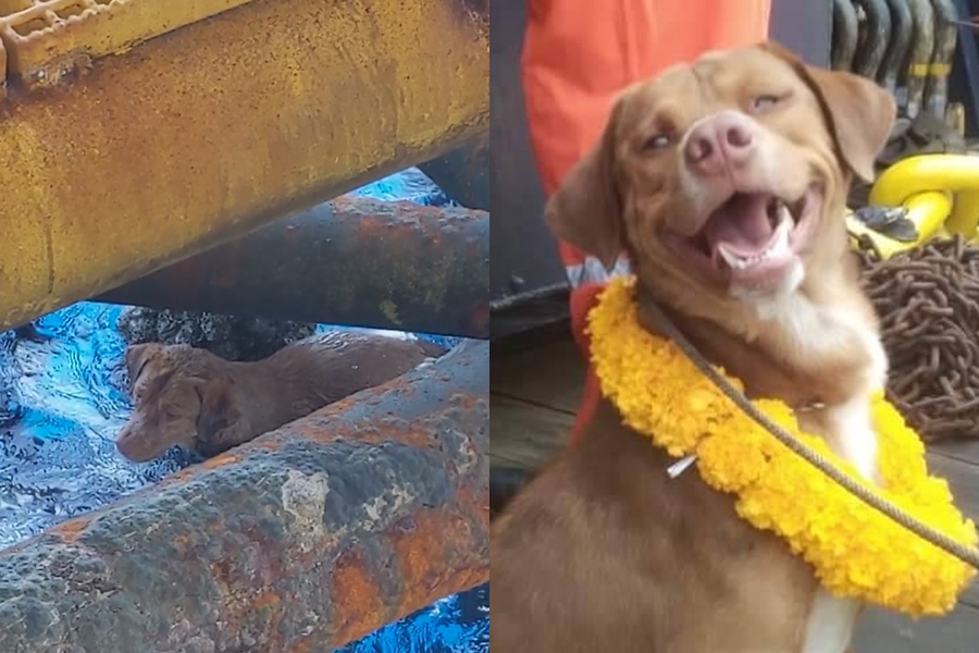 小狗漂流外海220公里幸運獲救，一張露齒燦笑的照片，融化了眾多網友。（翻攝自Vitisak Payalaw臉書）