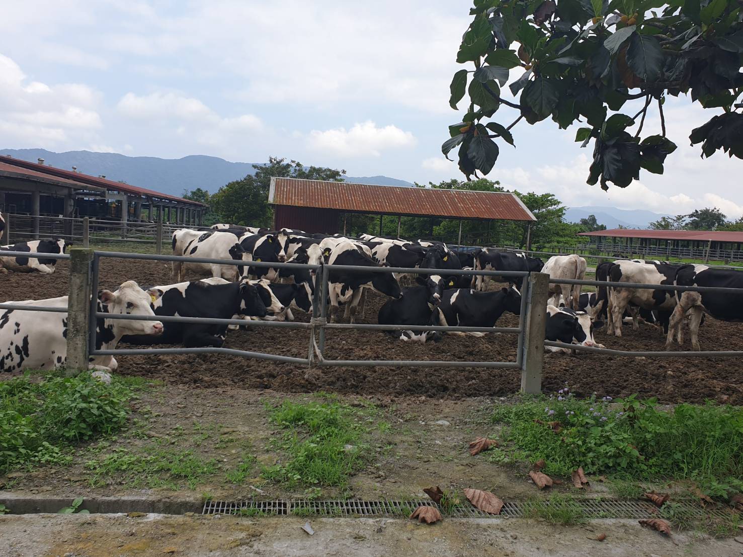 地震發生後，李登輝基金會飼養的乳牛集體到欄舍外的空地休息。（王燕軍提供）