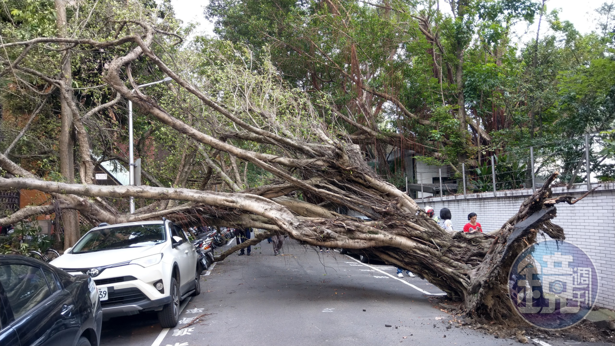 地震後台北地檢署旁路樹倒下，壓在停車格汽車上。