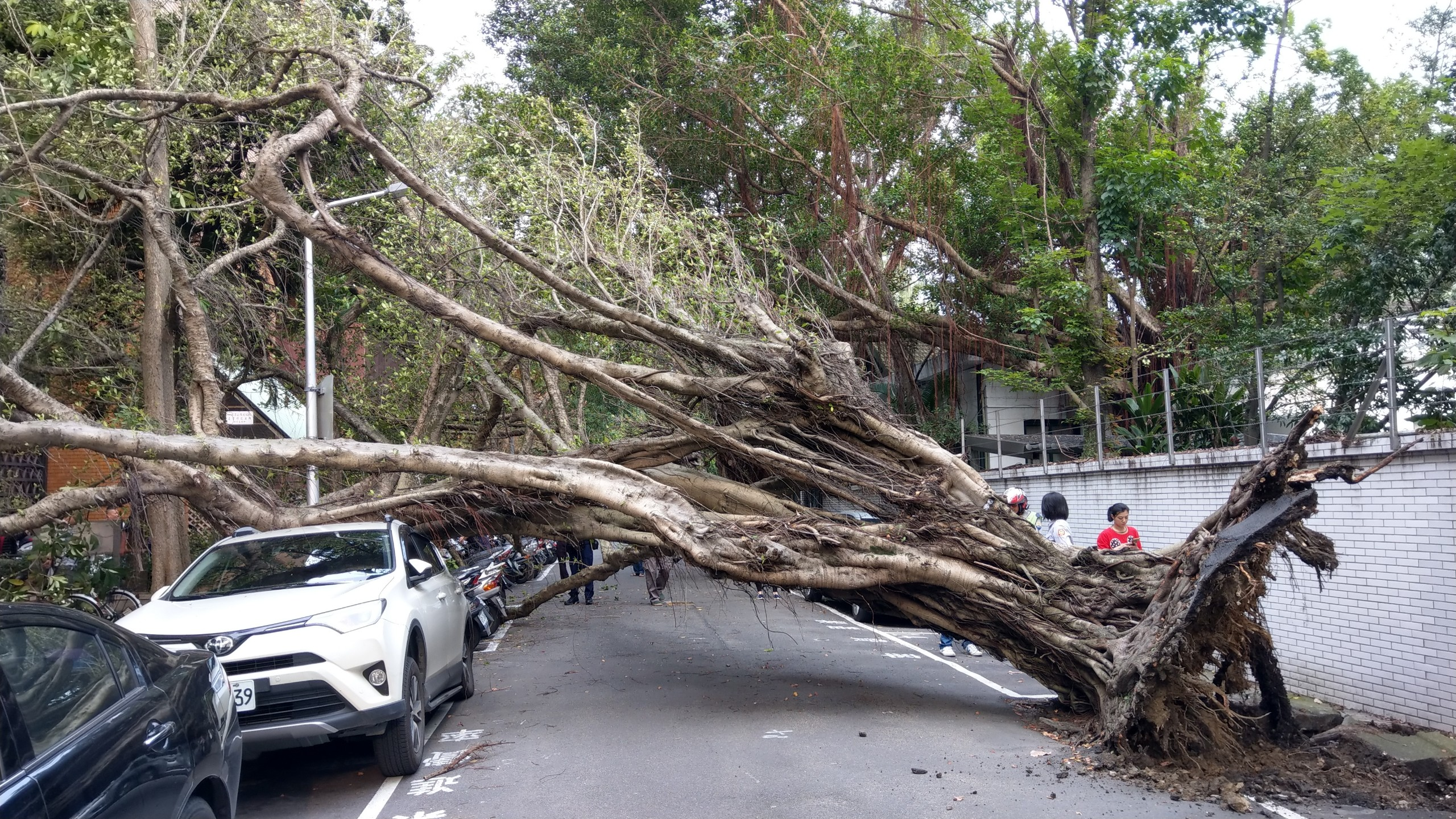地震後台北地檢署旁路樹倒下，壓在停車格汽車上。