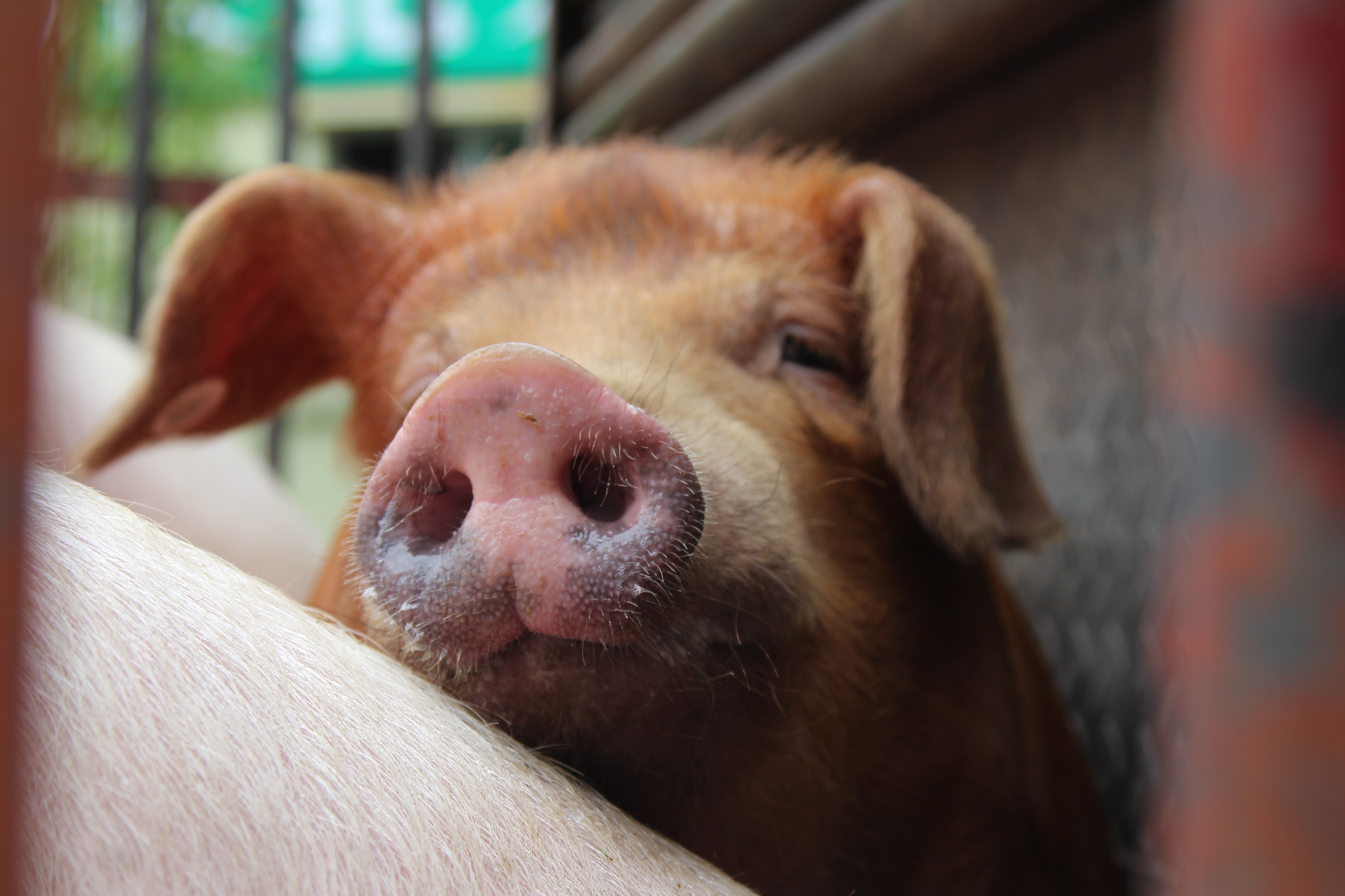 中國全境都傳出非洲豬瘟疫情。（東方IC）