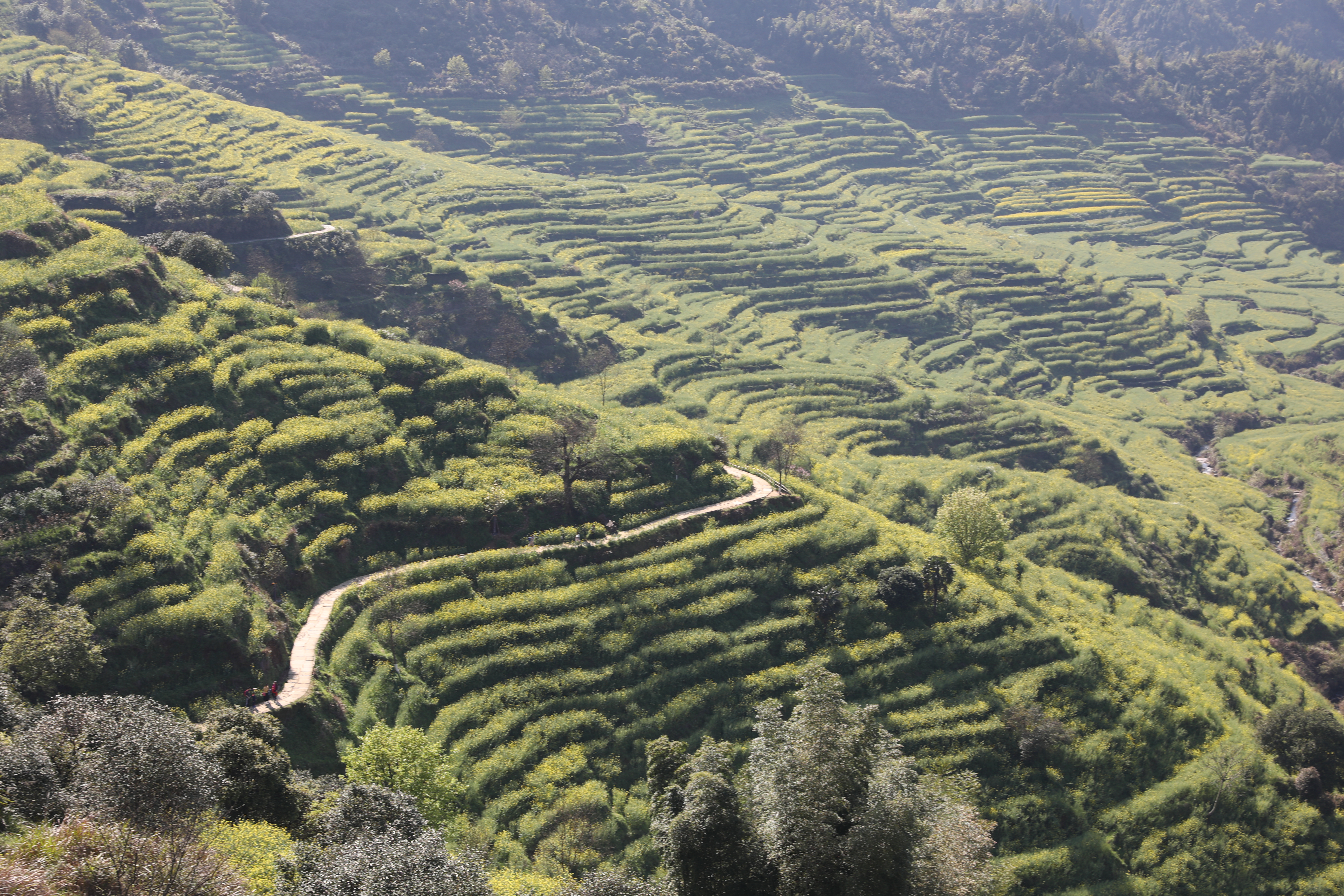 篁嶺四週有上萬畝的梯田，春天被油菜花占據，整片金光燦爛，被譽為全球十大最美梯田。