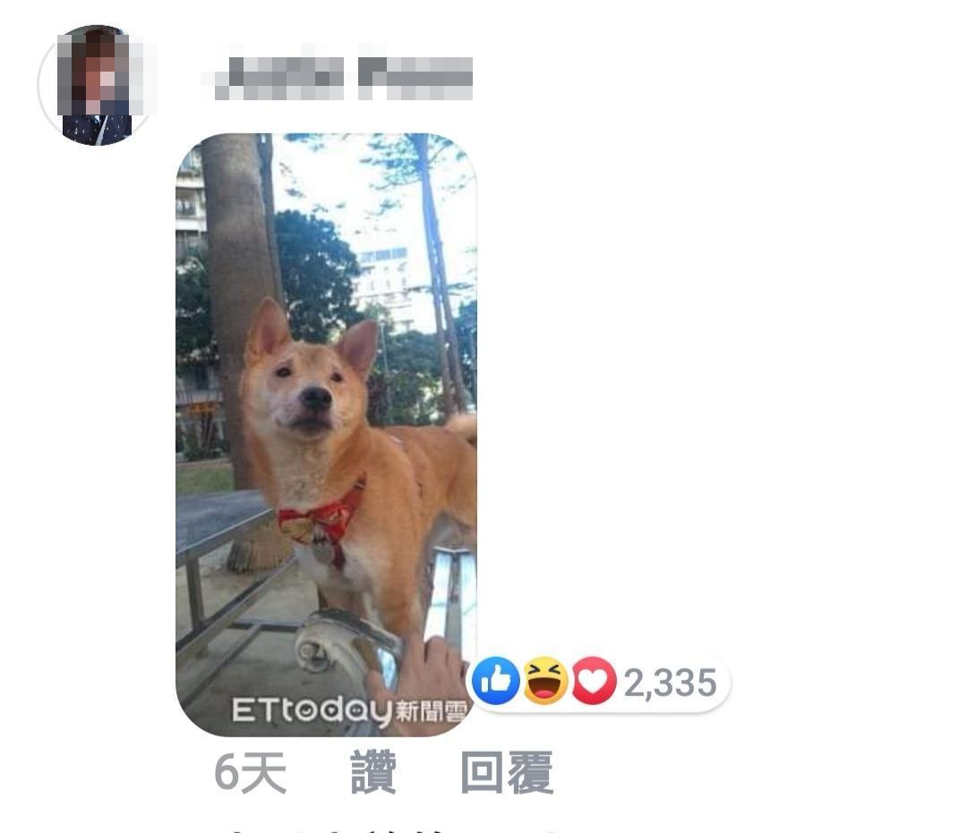 本刊之前也曾報導的「柴犬界李榮浩」再度登場。（翻攝李榮浩臉書）