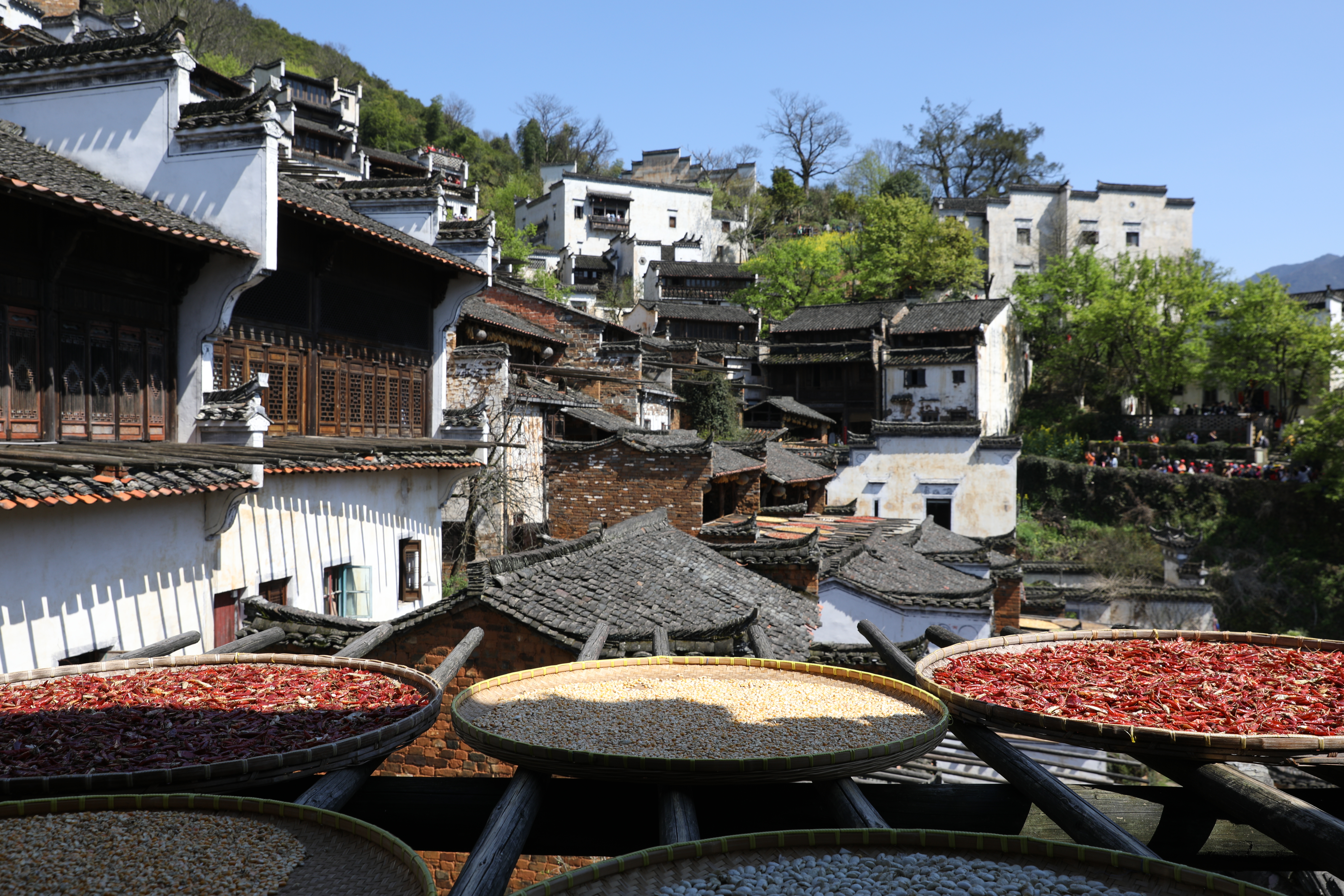 自窗戶延伸而出的曬架上，各種剛採收的作物一字排開，延續500多年的「篁嶺曬秋」，已經成了婺源最美麗的名片。