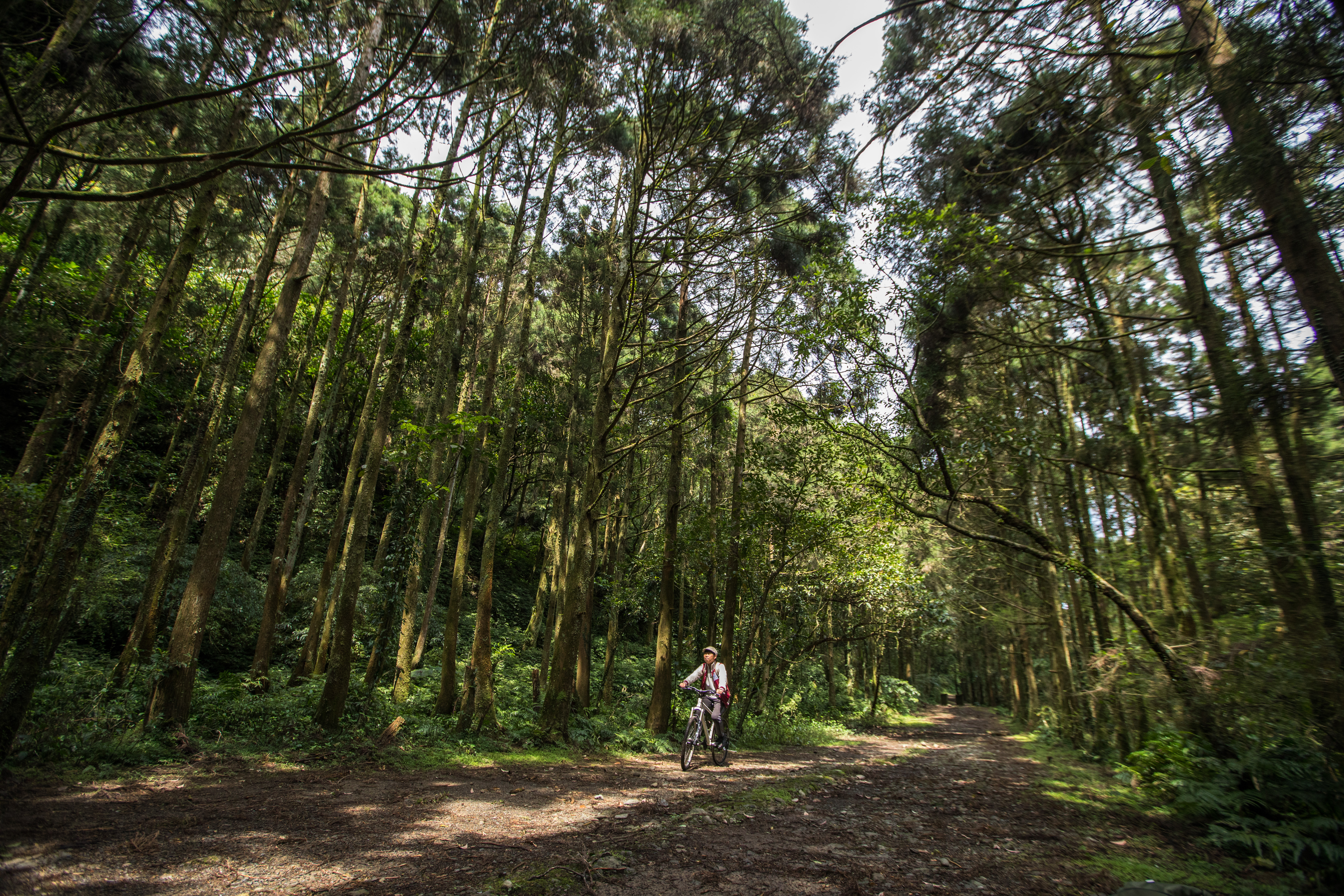 古道平坦、林相幽美，是坪溪古道最大特色。