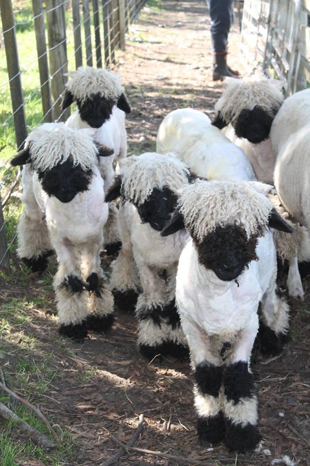 黑鼻羊性格溫柔,善與人類親近互動。(翻攝自Valais Blacknose New Zealand臉書)