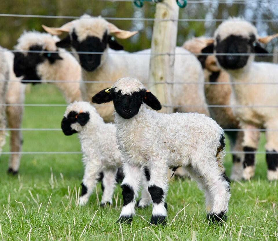 瓦萊黑鼻羊據悉為《笑笑羊》的原型。(翻攝自Valais Blacknose New Zealand臉書)
