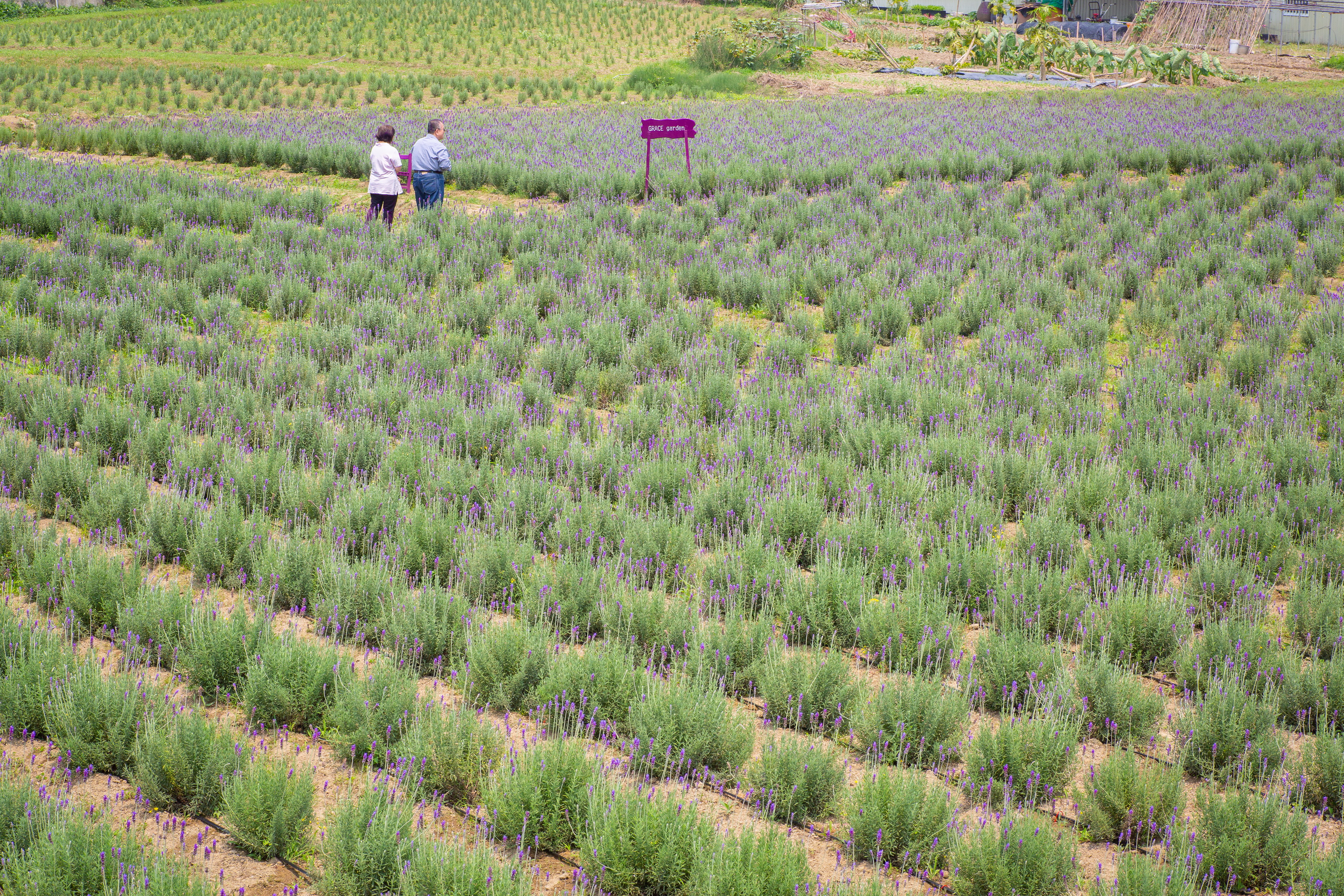 大片的紫色薰衣草田，這個季節供遊客免費入內賞玩拍照。