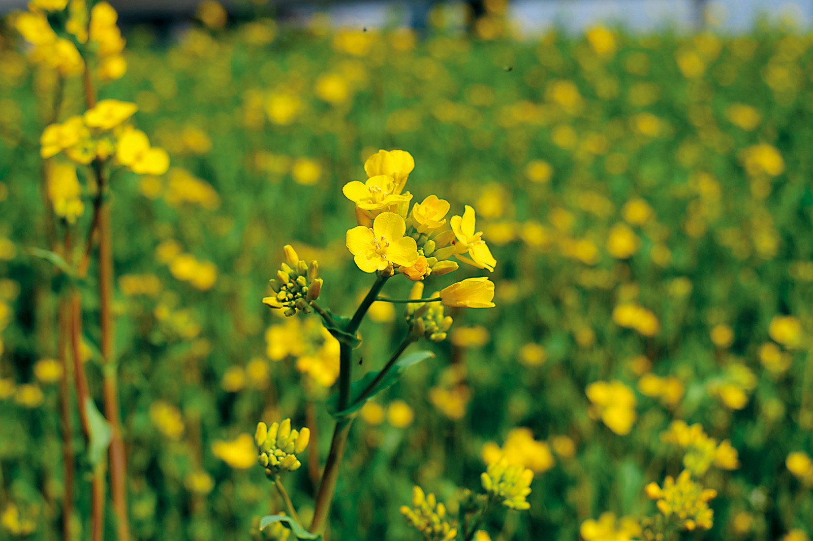 今年3月底只開5成的油菜花，4月初已呈現滿開。