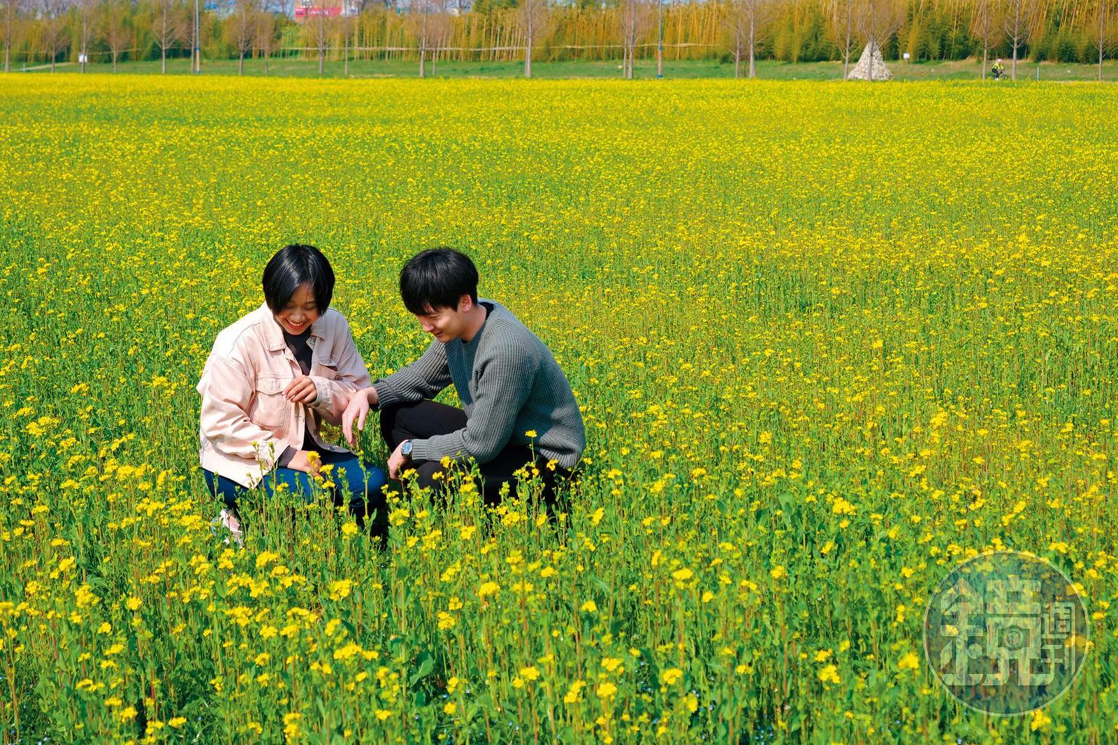 腹地遼闊的「大渚生態公園」每年4月舉辦油菜花季。