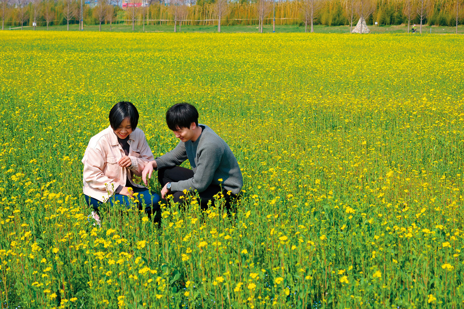 腹地遼闊的「大渚生態公園」每年4月舉辦油菜花季。