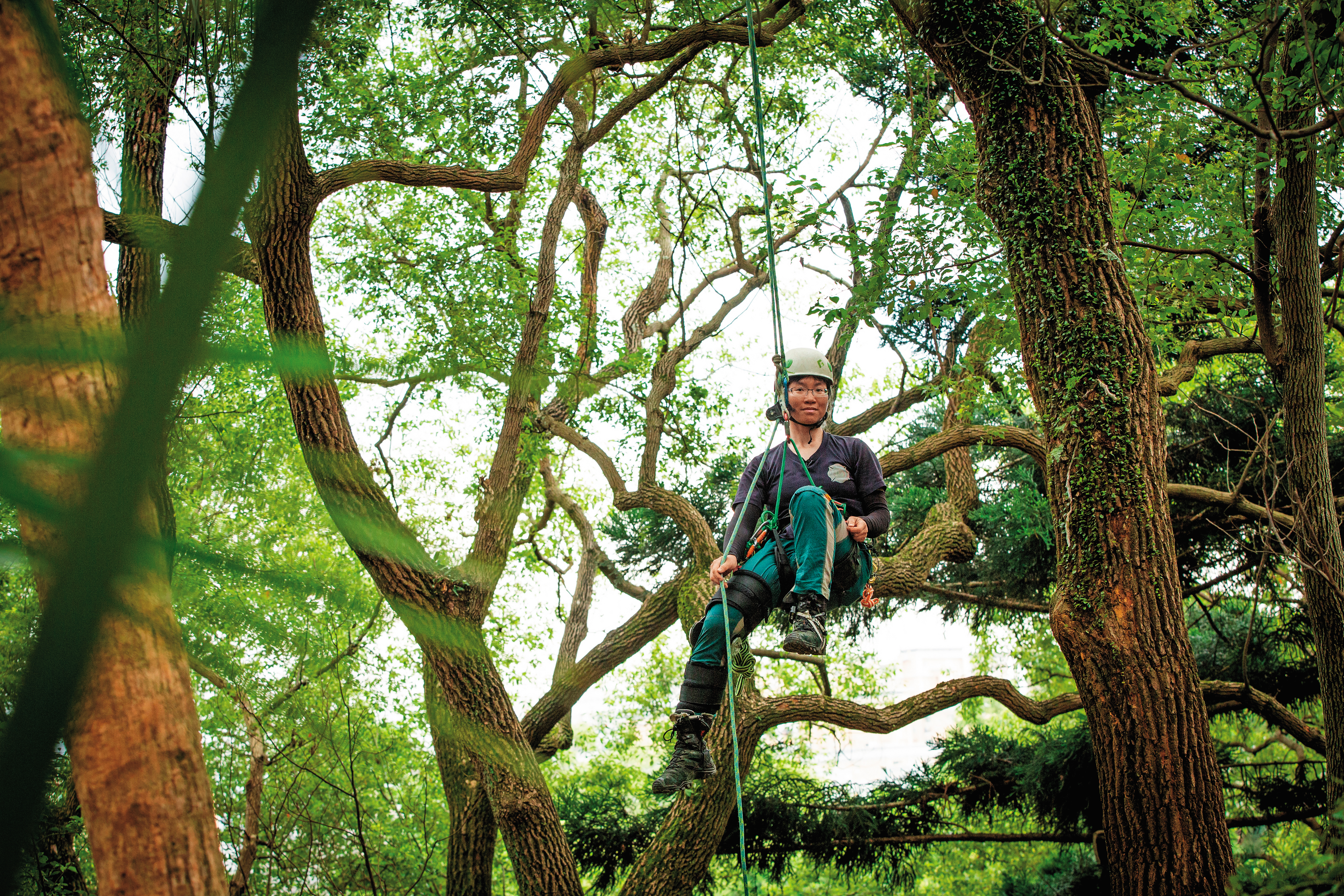 不用到深山，都市的樹木也常能見到鳥巢以及豐富的附生植物。
