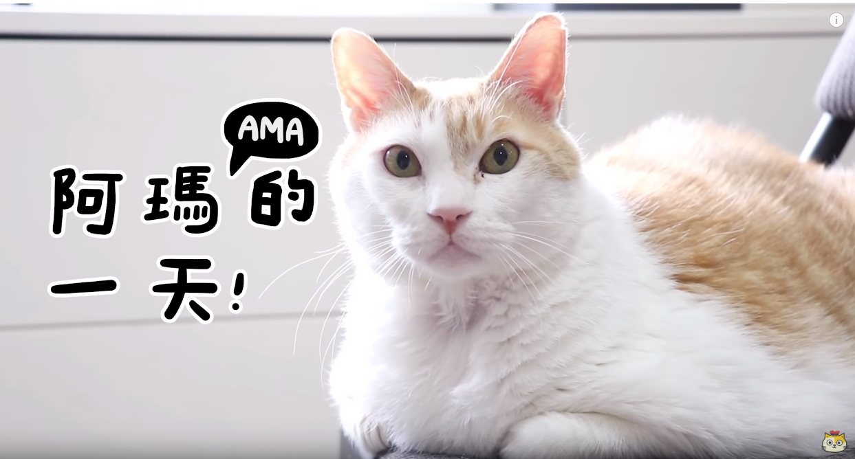 「黃阿瑪的後宮生活」是台灣最知名的YouTube寵物頻道。（圖：翻攝自黃阿瑪的後宮生活）