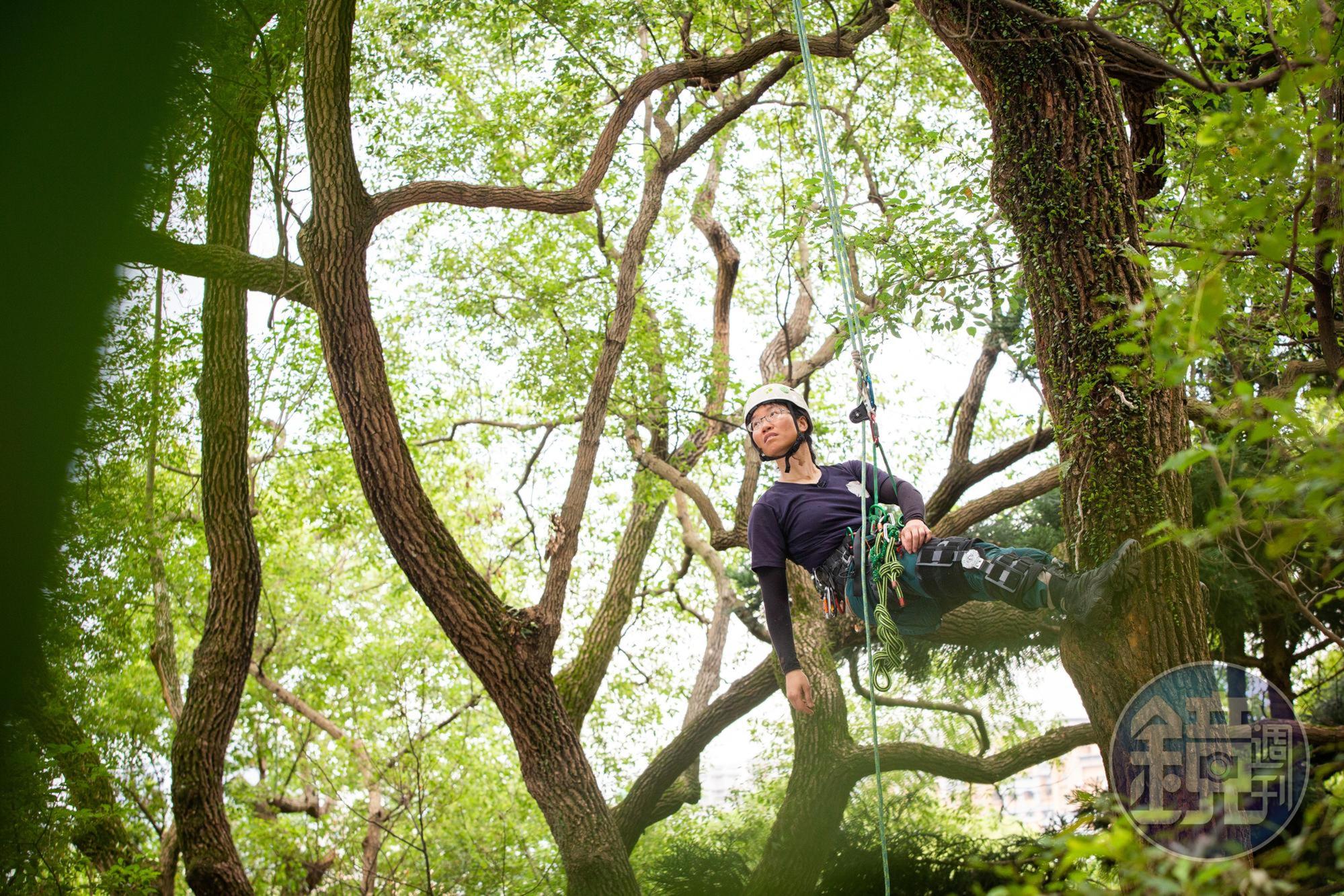 這天,陳雅得到新北市泰山辭修公園攀樹,這是攀樹同好進行技巧切磋的地方。