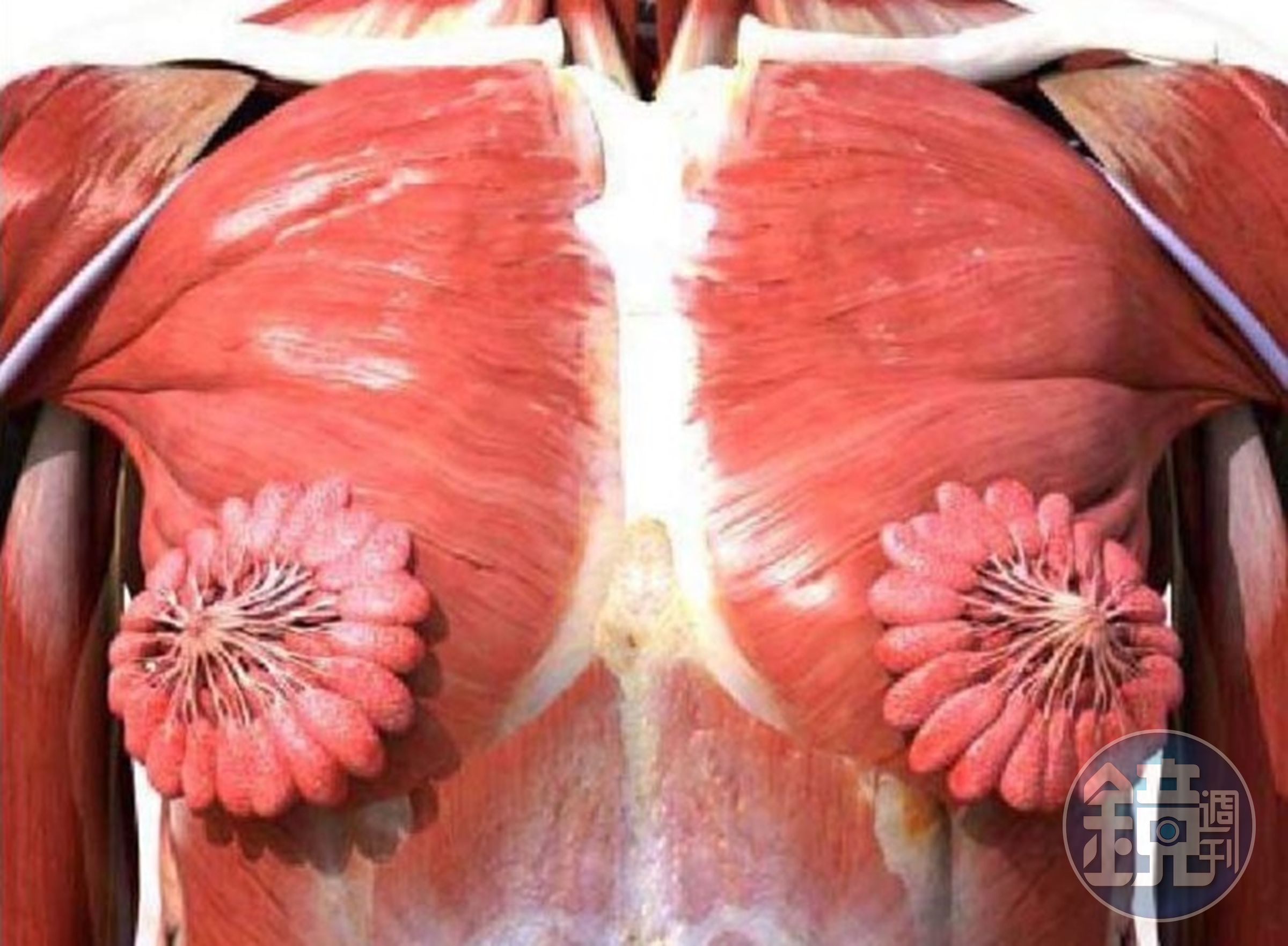 過去大家常見的肌肉剖面圖多為男性生理結構，一名推特用戶在自己頁面貼出女性上半身的肌肉剖面圖後，引起許多網友驚訝。（翻攝自Artist formerly known as Byeonce ‏推特）
