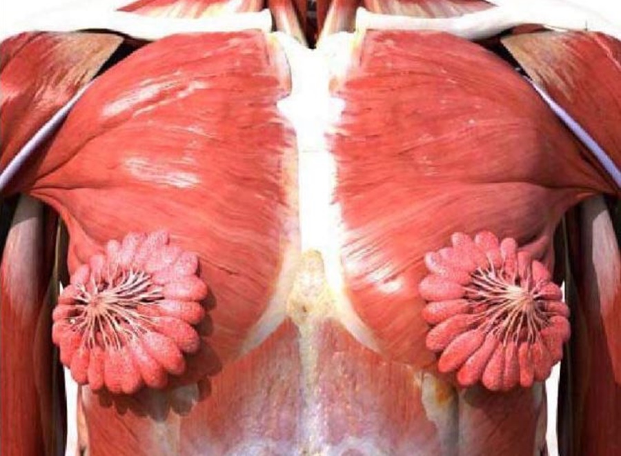 過去大家常見的肌肉剖面圖多為男性生理結構，一名推特用戶在自己頁面貼出女性上半身的肌肉剖面圖後，引起許多網友驚訝。（翻攝自Artist formerly known as Byeonce ‏推特）
