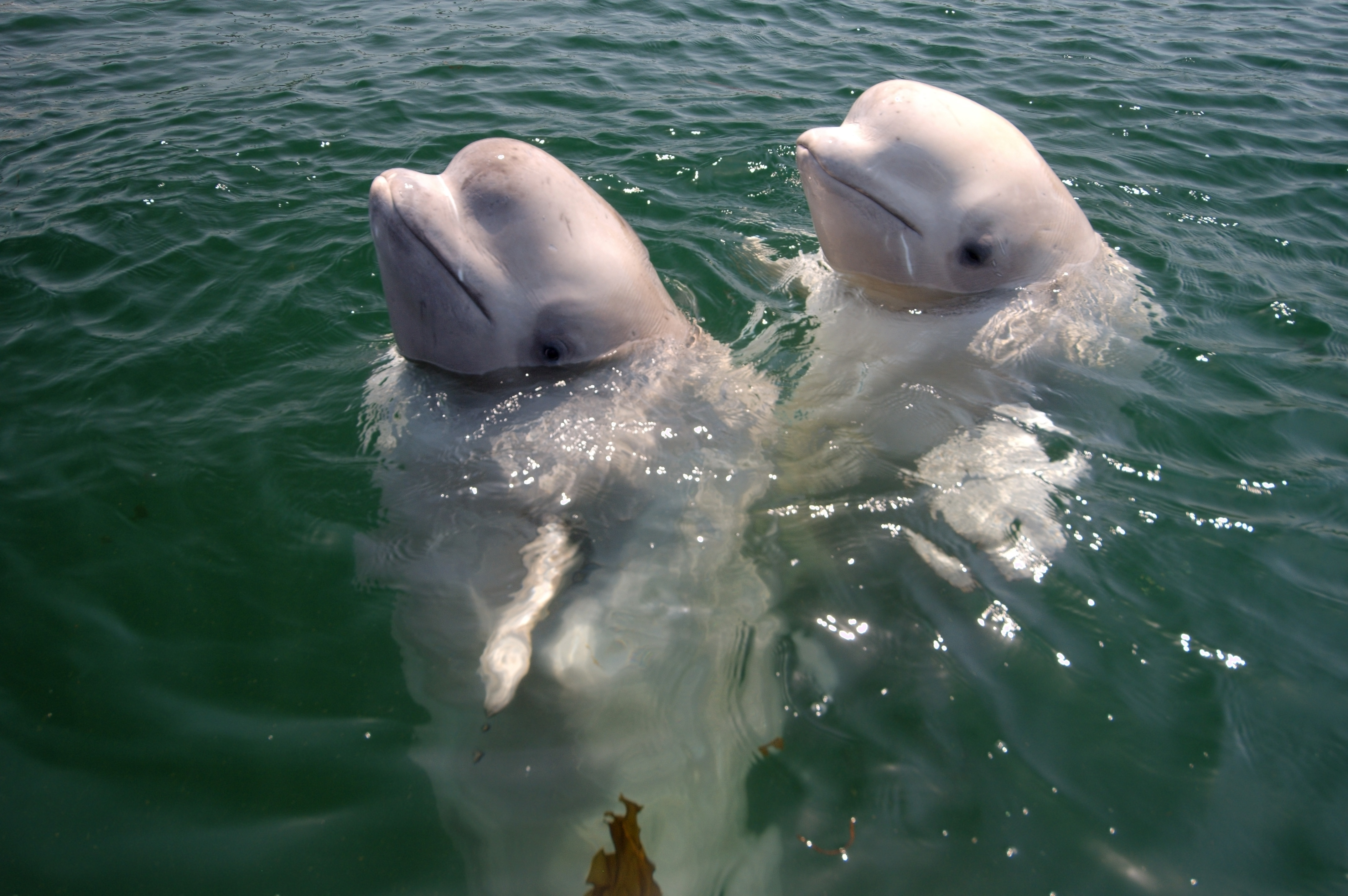 挪威漁民在海上發現舉止怪異的白鯨，經海洋專家調查後發現，這隻白鯨可能曾受過俄羅斯軍事訓練。（圖為示意圖，非當事小白鯨）（東方IC）