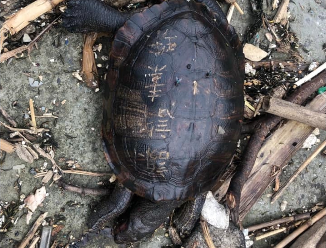 和平島工作人員在阿拉寶灣發現一隻淡水龜,身上被刻字。(翻攝和平島公園 Heping Island Park臉書)