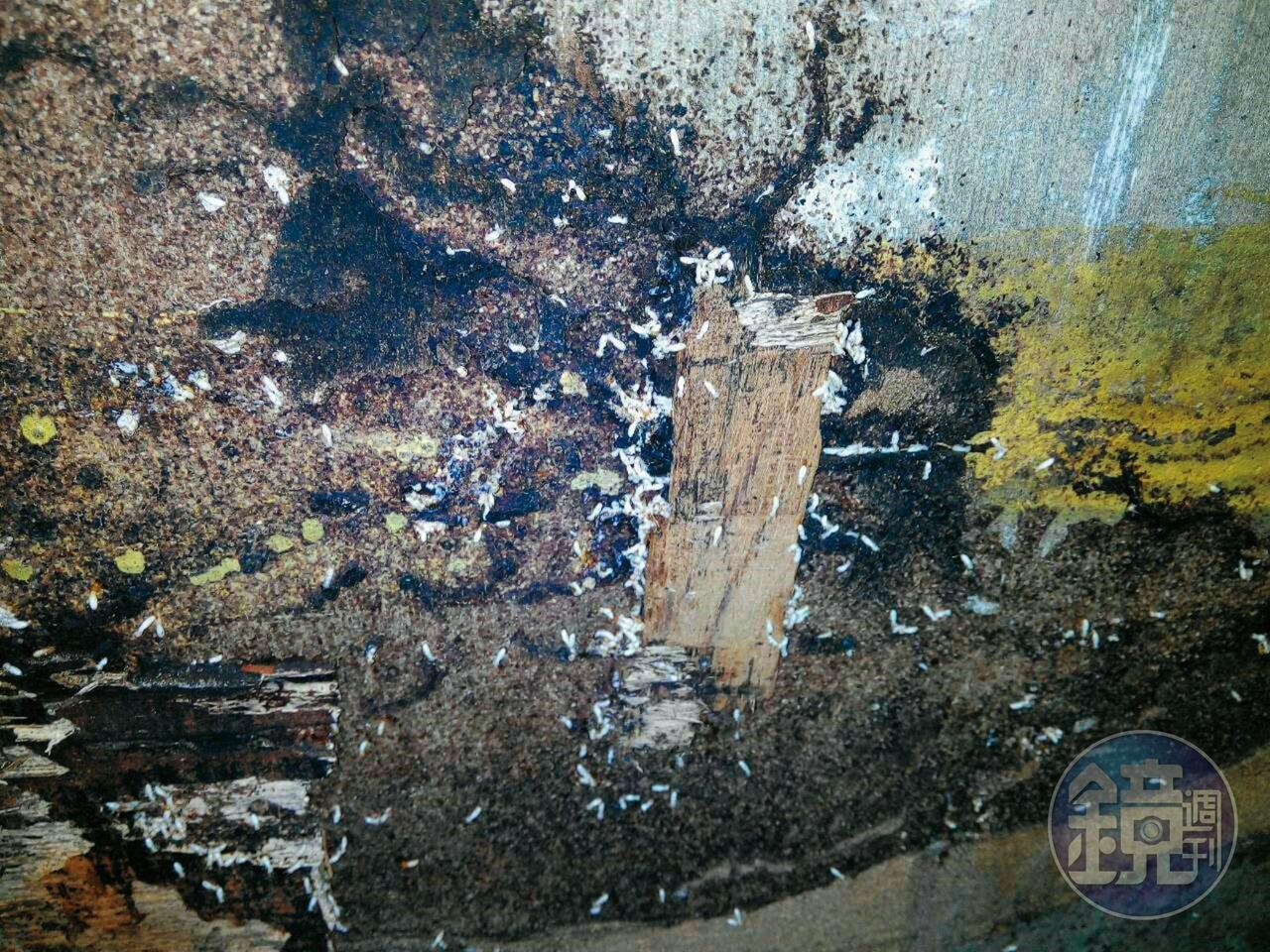 颱風過後,安親班牆壁漏水、長白蟻(圖),業者花錢裝潢,卻遭鄰居不斷檢舉。(讀者提供)