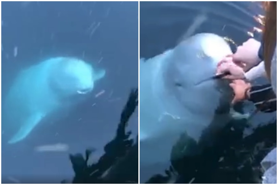 白鯨嘴裡還叼著手機物歸原主。（翻攝自LADbible臉書）
