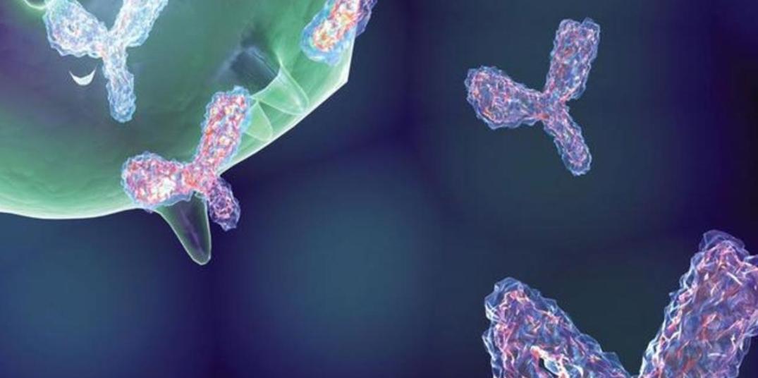 抗體。（來源：enzolifesciences.com）