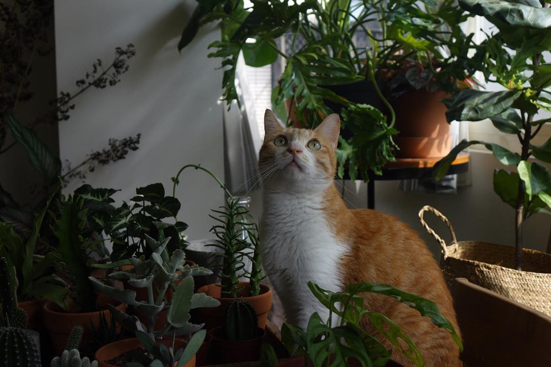 我家喵星人經常安靜地坐在植物之間擺動耳朵，不知道他聽見了什麼。