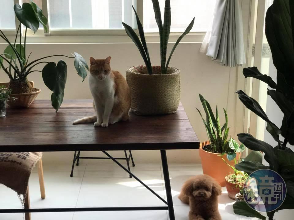 有動物和植物的生活很美好。