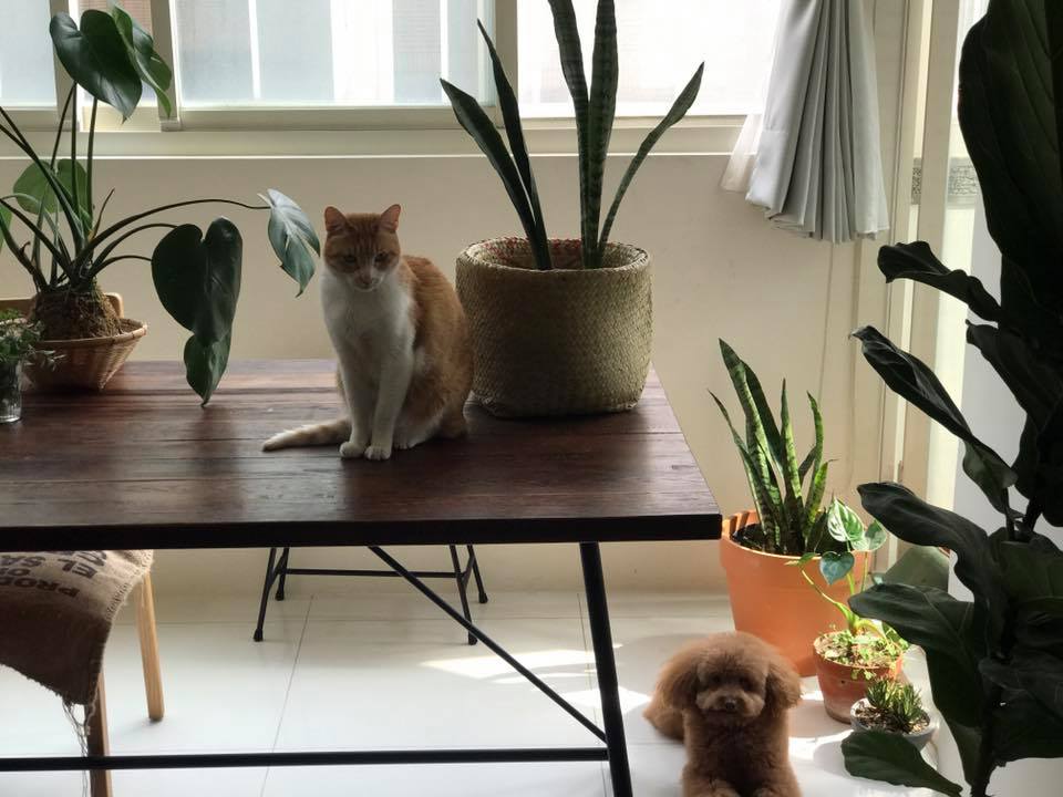有動物和植物的生活很美好。