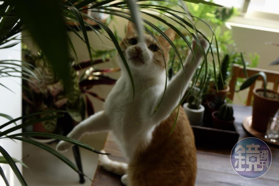 動物和植物的溝通很神祕。
