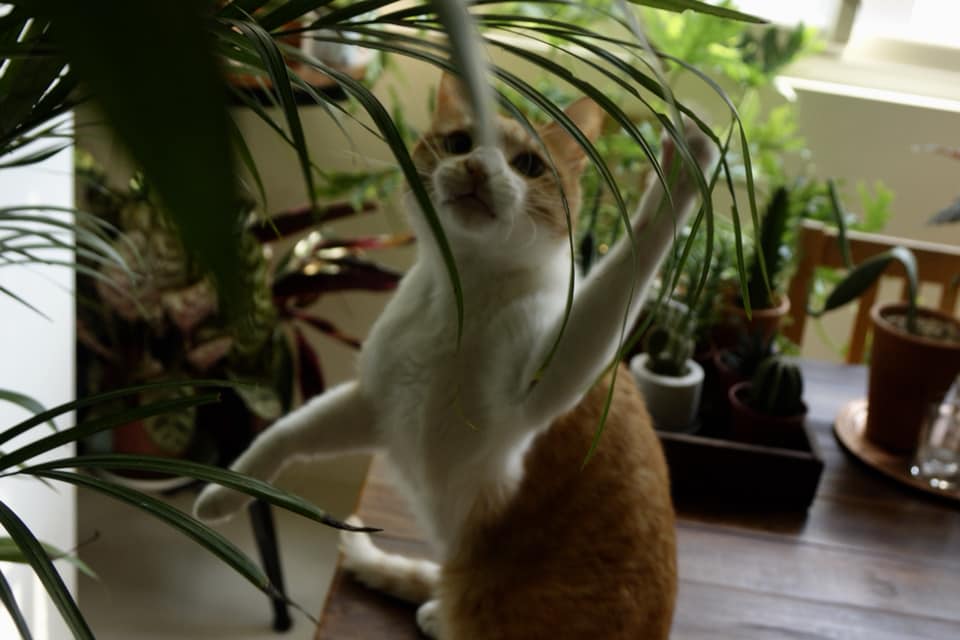動物和植物的溝通很神祕。