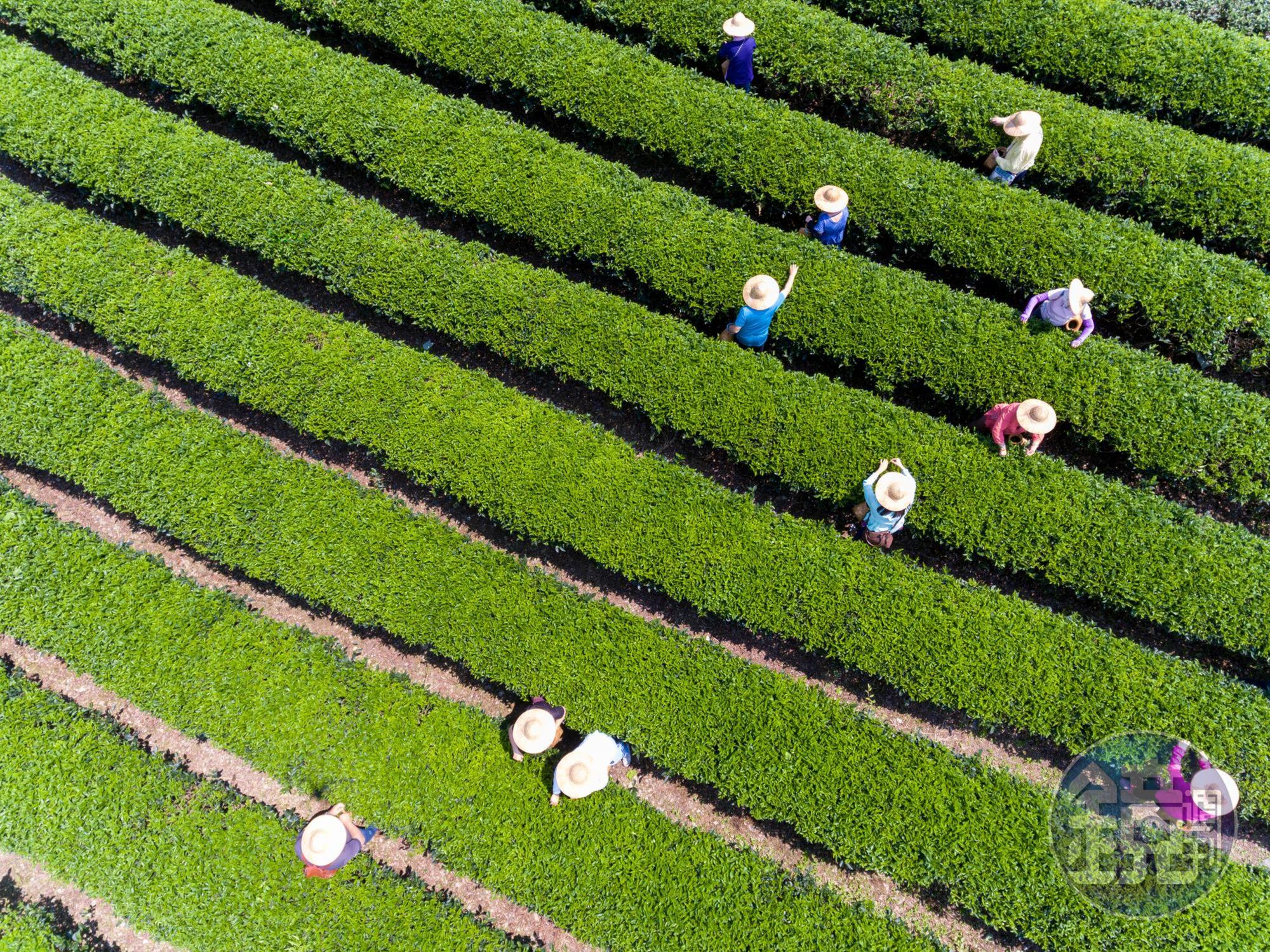 一早體驗採茶的遊客們，成了「正福茶園」最美風景。