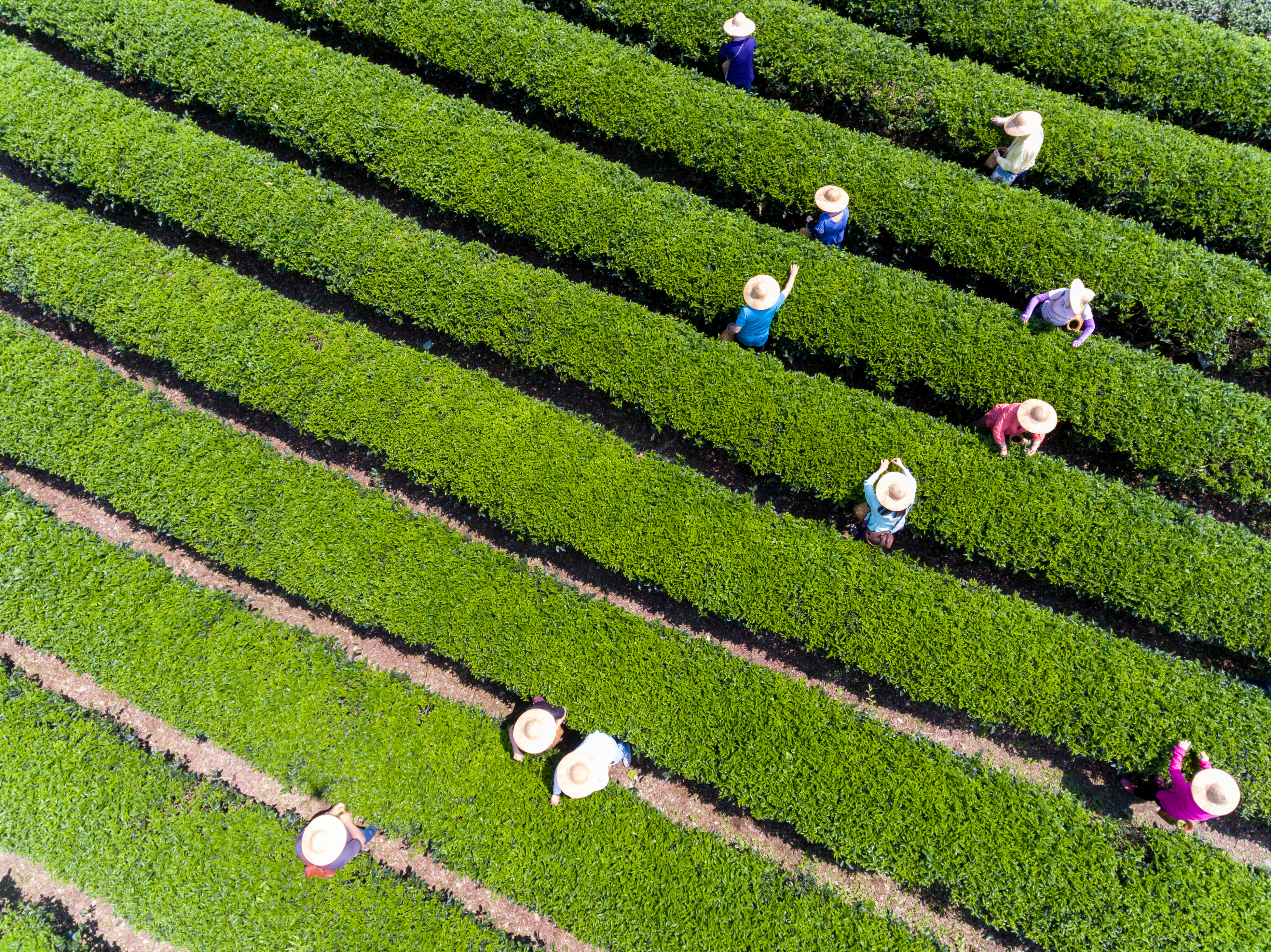 一早體驗採茶的遊客們，成了「正福茶園」最美風景。