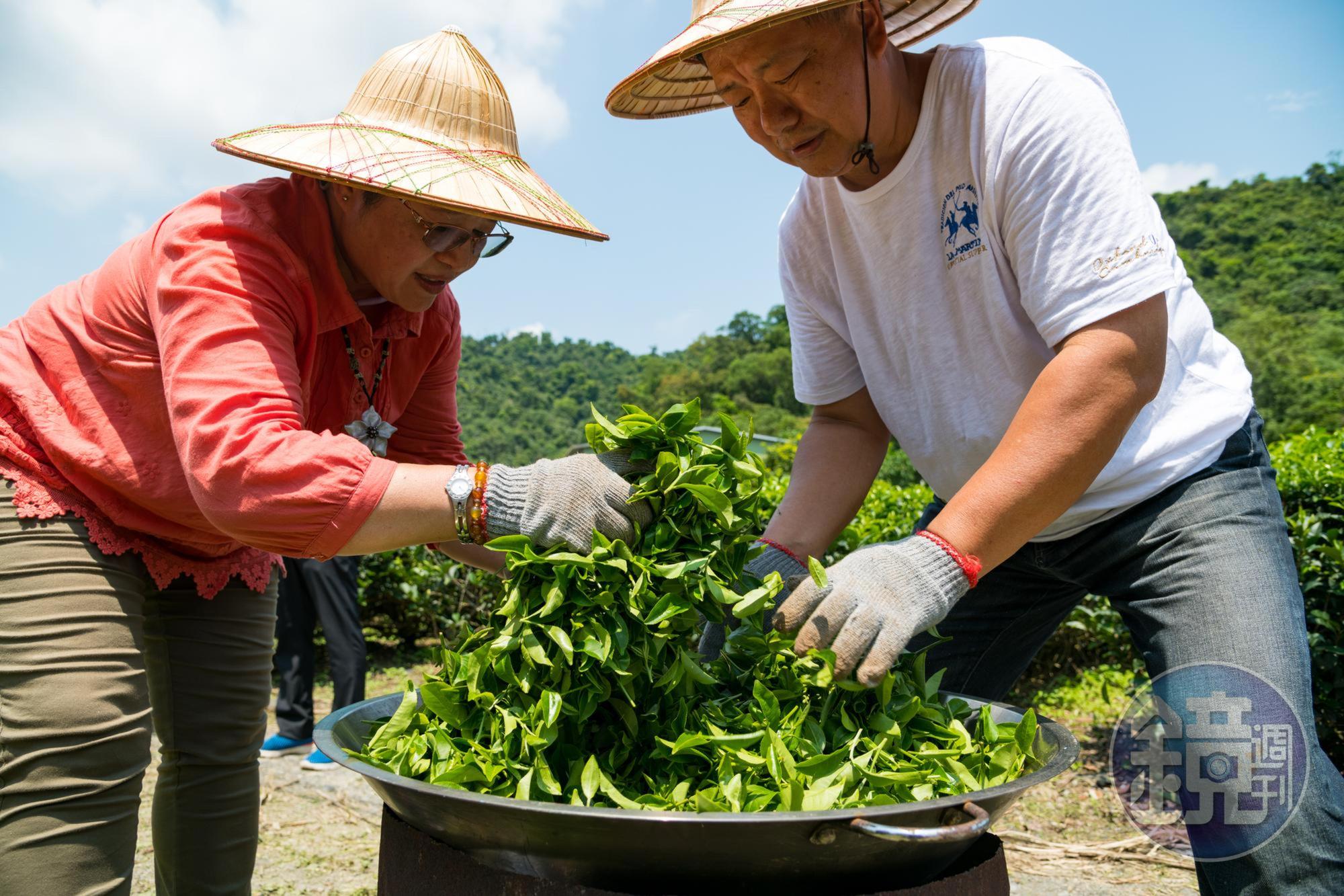 採完茶，大家同心協力一起手工炒茶。