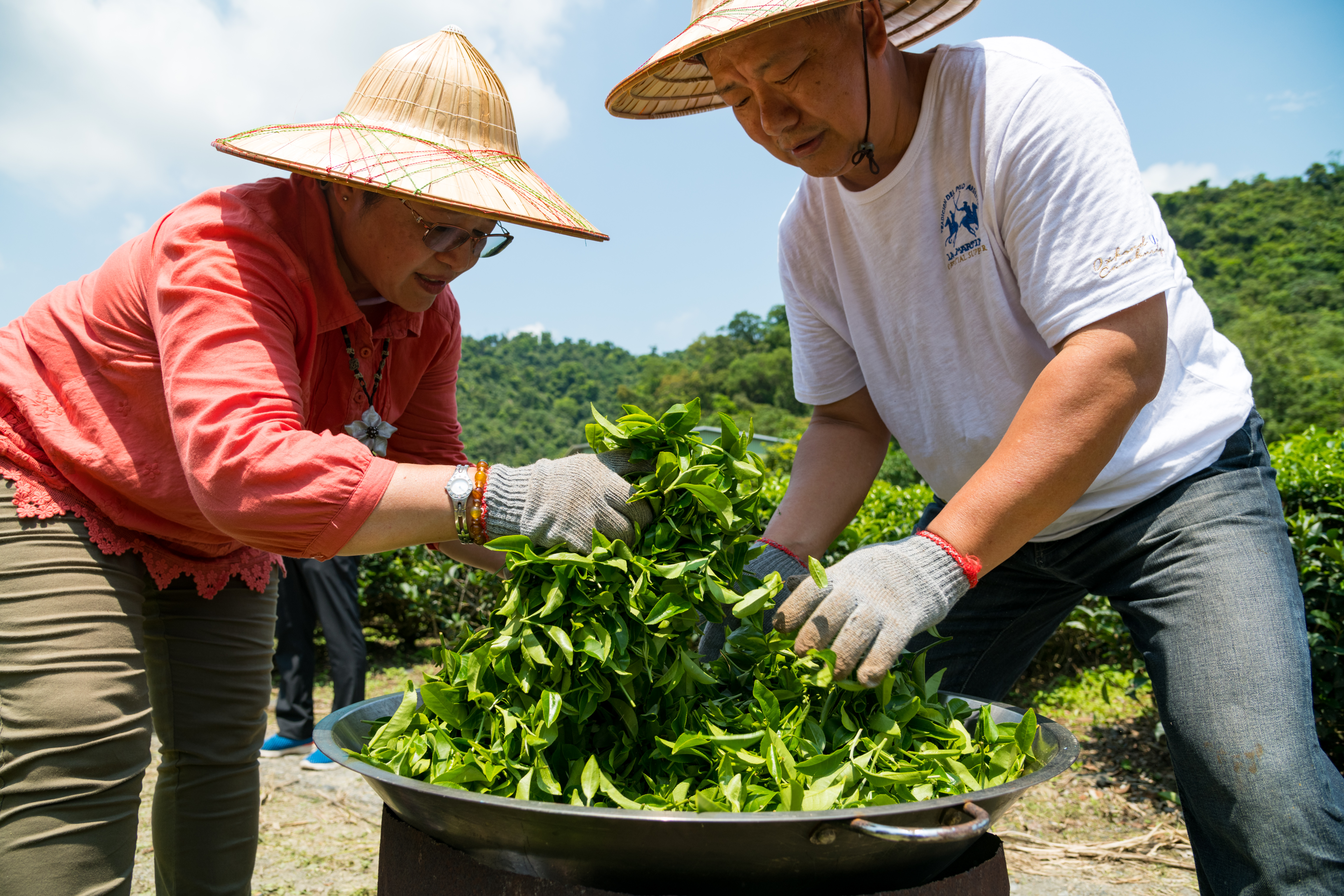 採完茶，大家同心協力一起手工炒茶。
