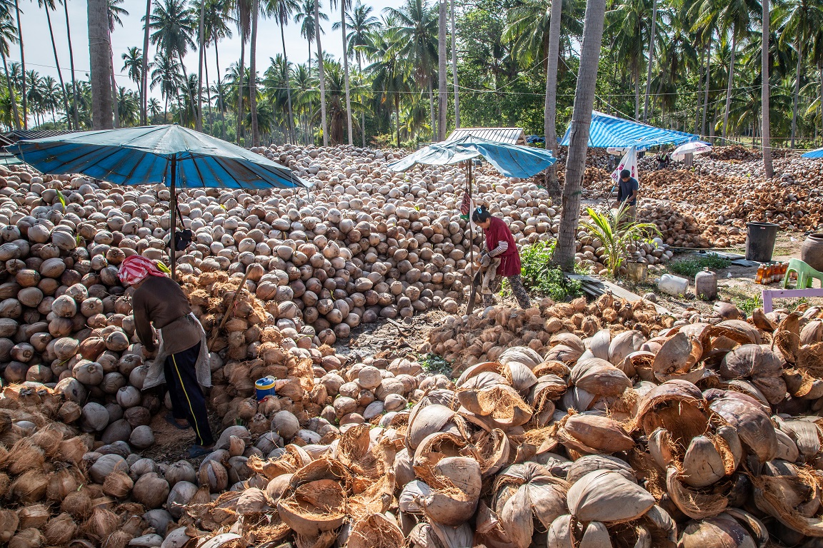 依據不同時間採摘的椰子會分堆放製，各自曝曬。