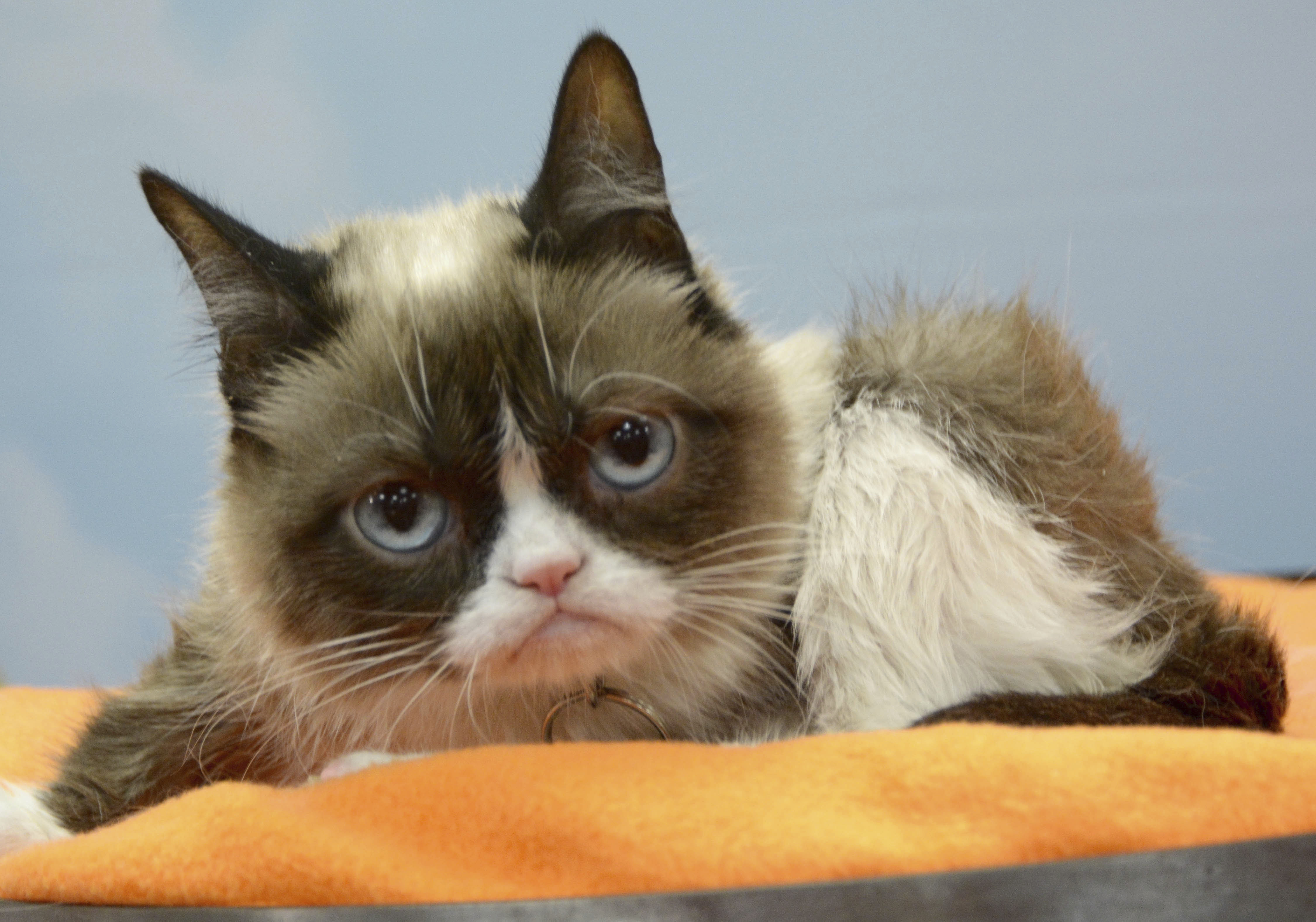 網紅名貓「臭臉貓」病逝。（圖：東方IC）