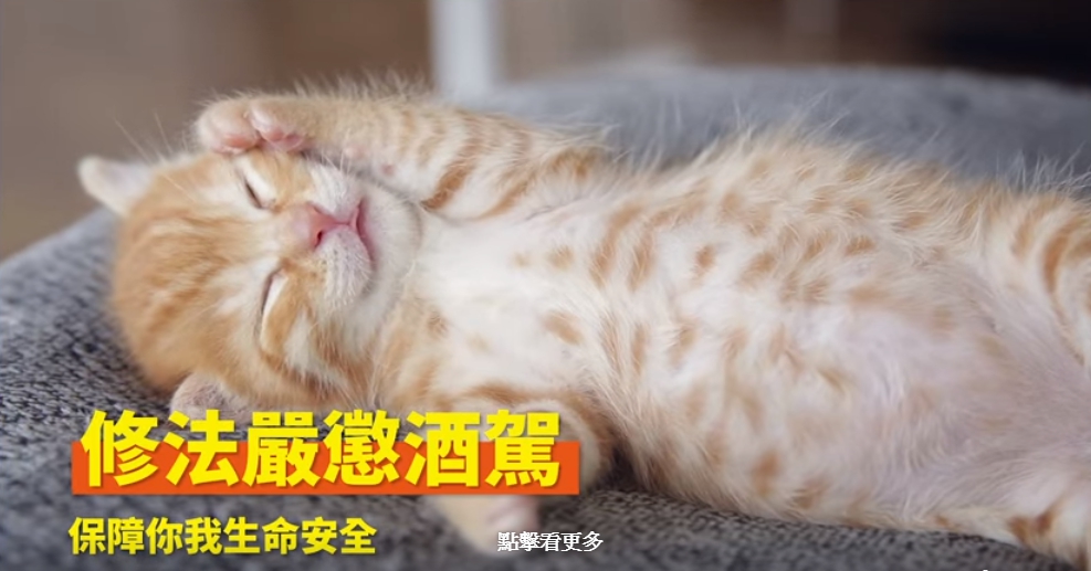 行政院貼出政績宣傳影片,採用貓咪當背景,引起網友熱烈迴響。(翻攝中華民國行政院臉書)