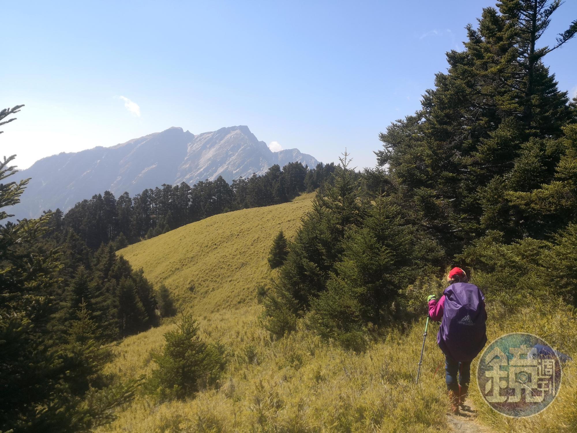 在屏風山三角點前方150尺遙望奇萊北壁。
