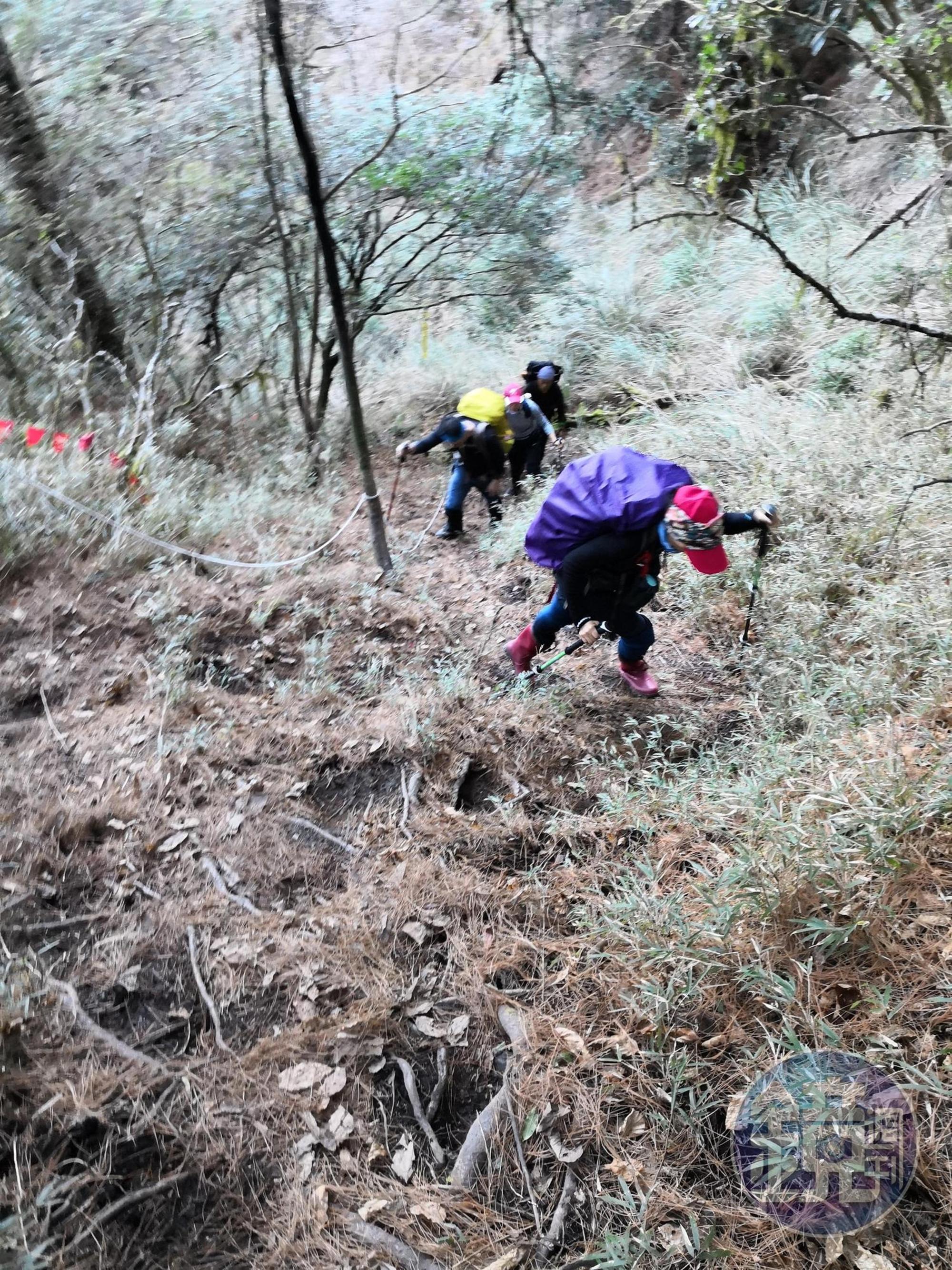從松針營地往屏風山，一路走在森林之中。
