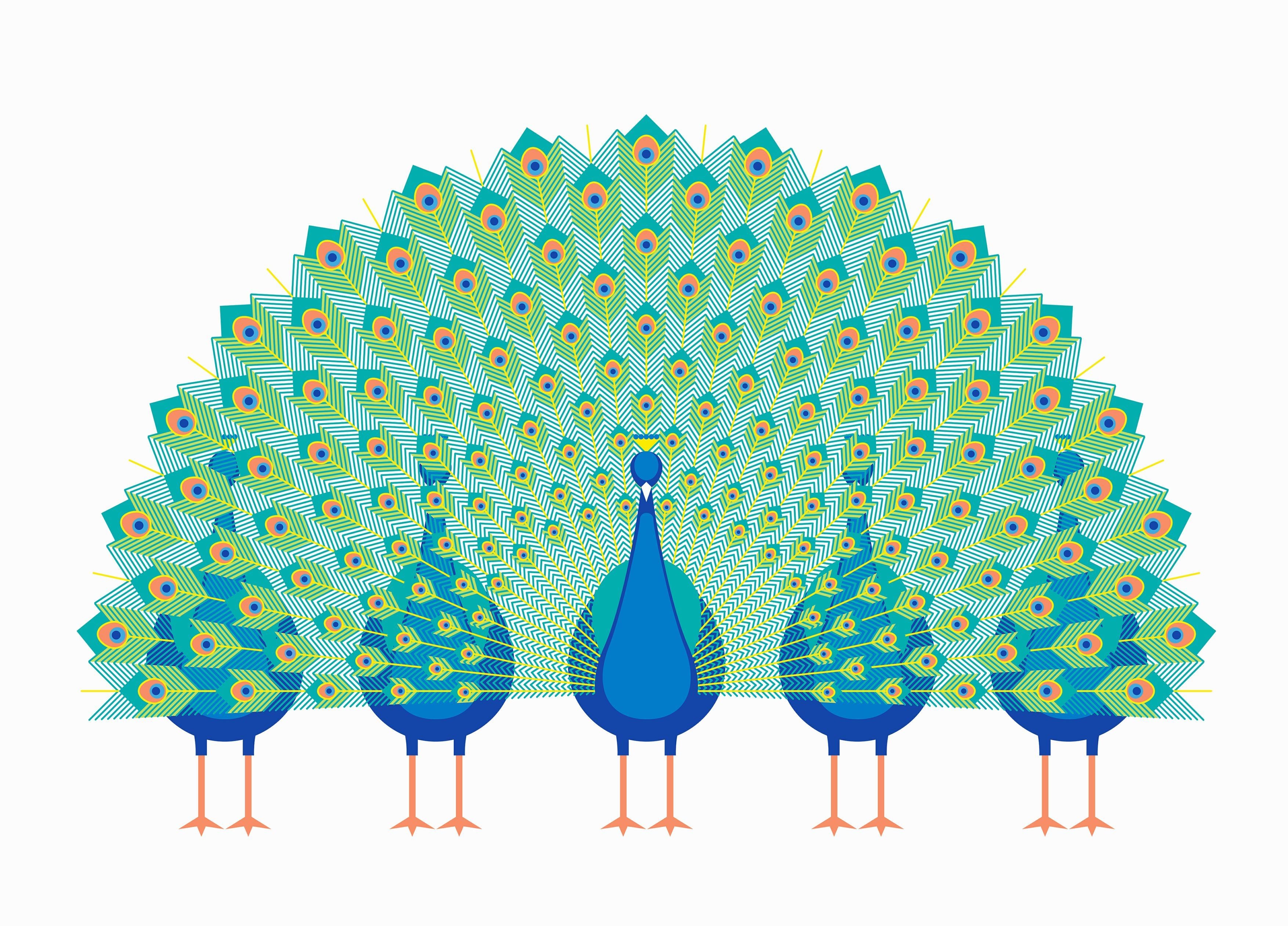 美國演化心理學家及認知心理學家認為人類的美感是來自「性擇」，孔雀的美麗尾羽就是很好的證據。（東方IC）