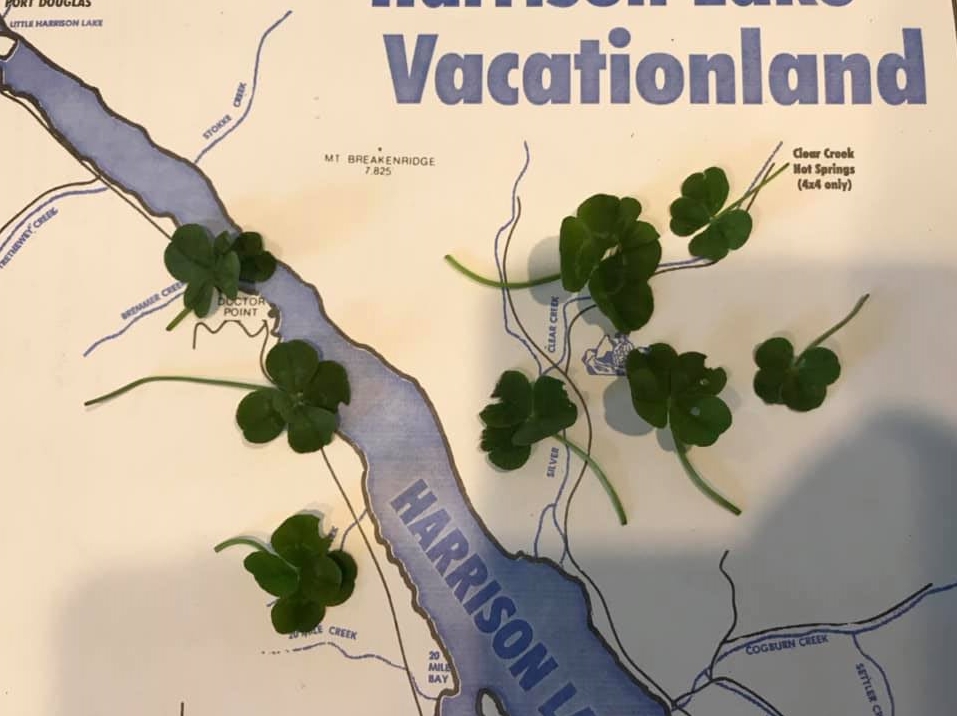 Walt Hardinge在一個月內摘到三百多株幸運草。（翻攝自Walt Hardinge臉書）