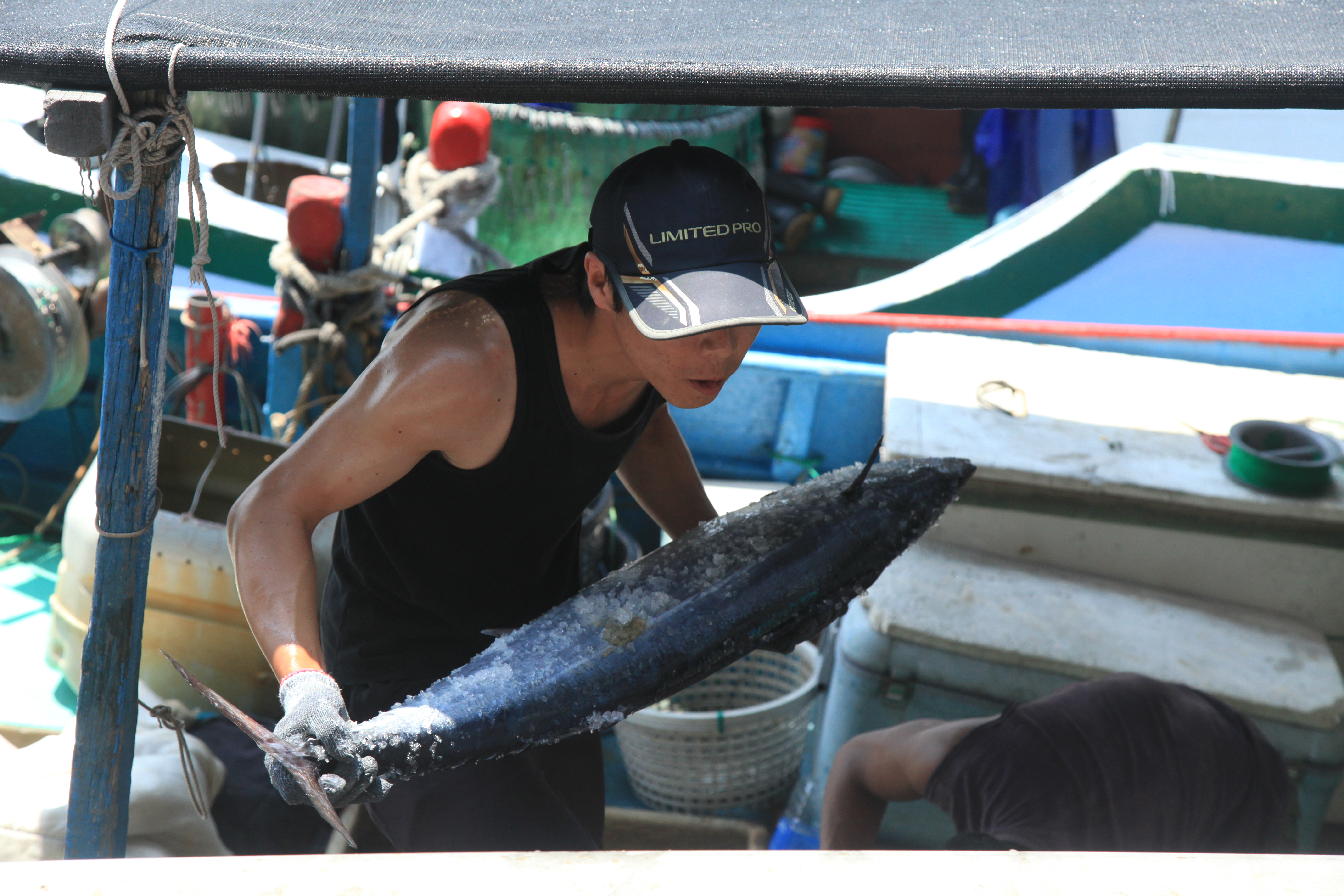 新鮮漁獲剛從漁船上卸貨。